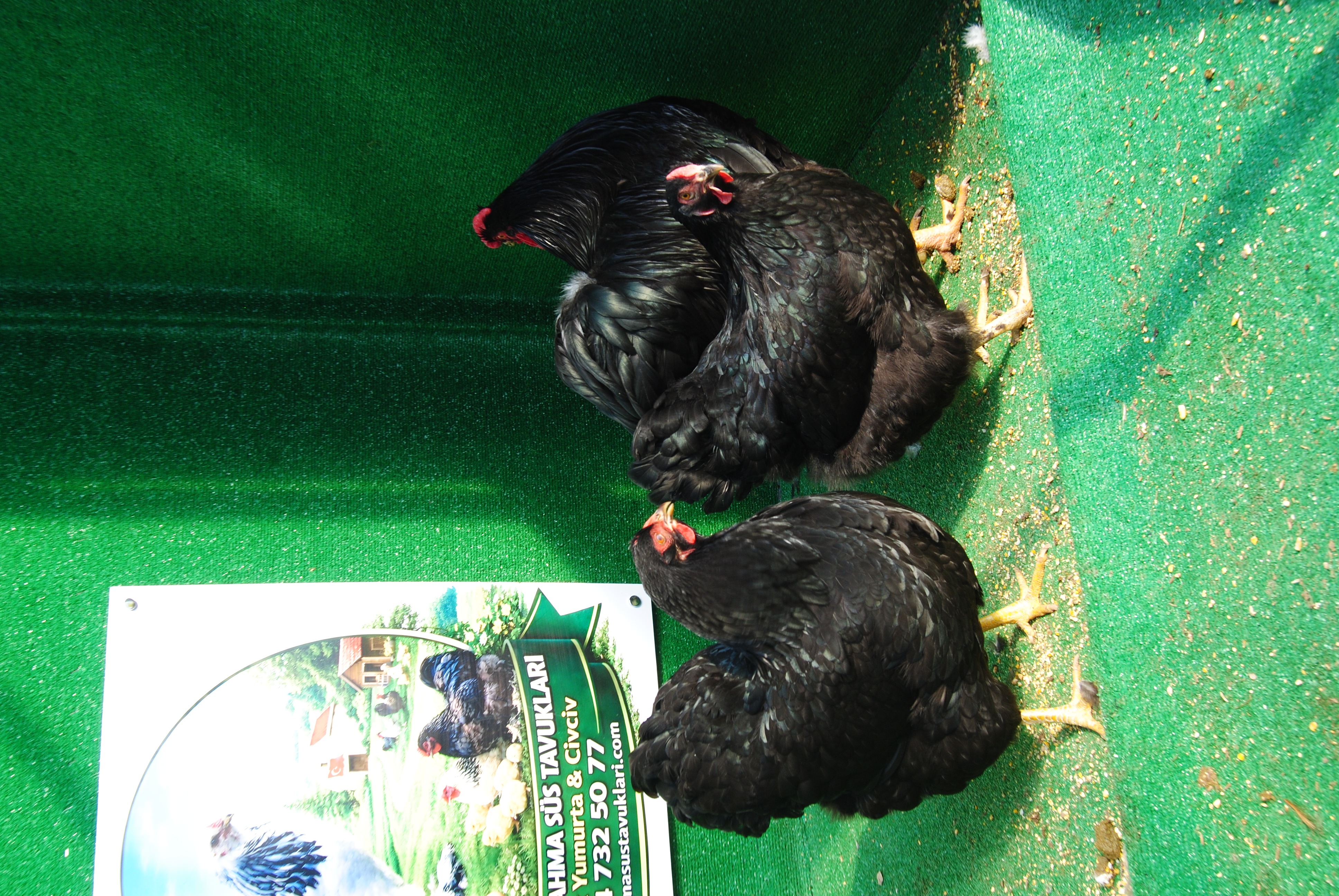 Black Wyandotte Kuluçkalık Yumurta