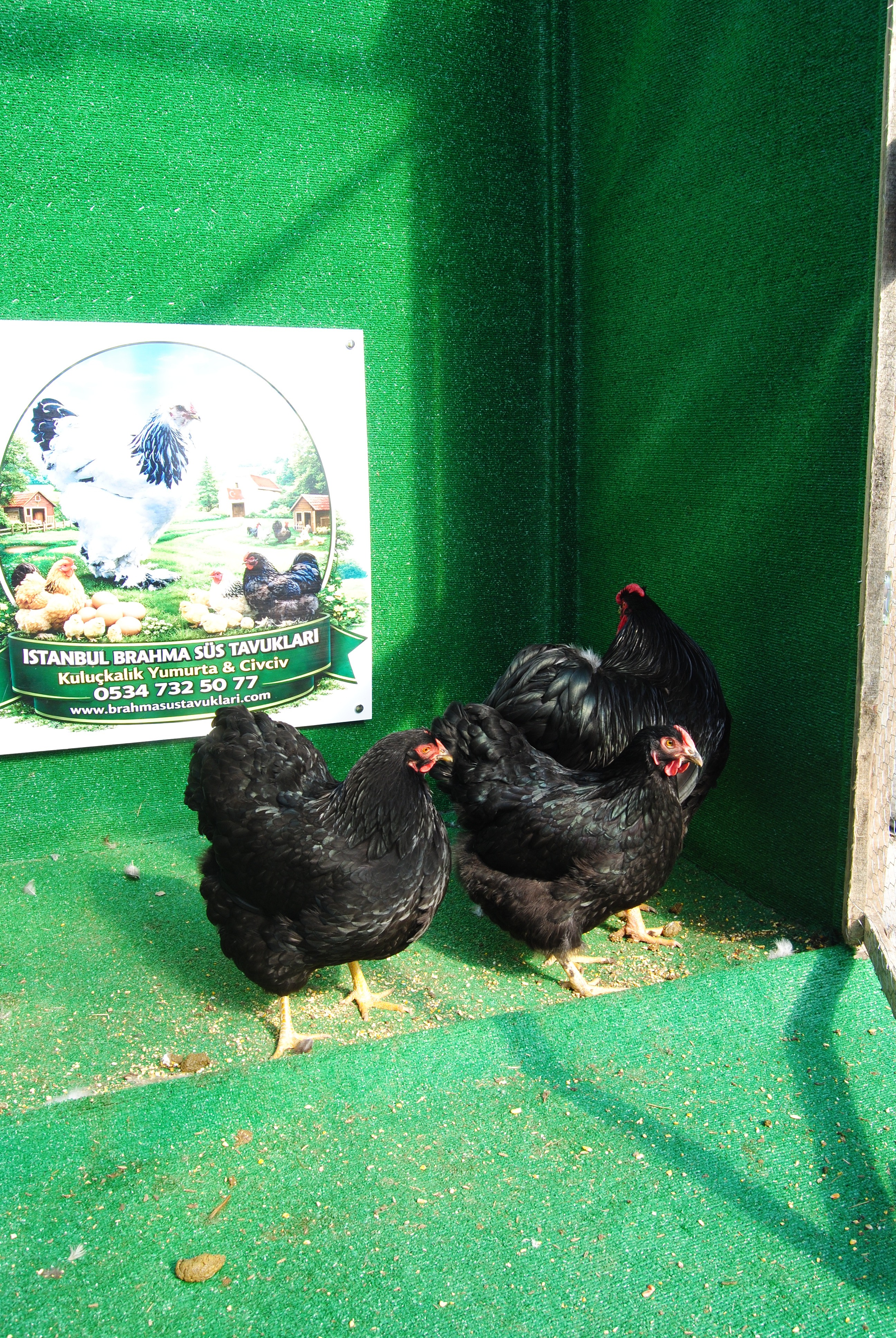 Black Wyandotte Kuluçkalık Yumurta