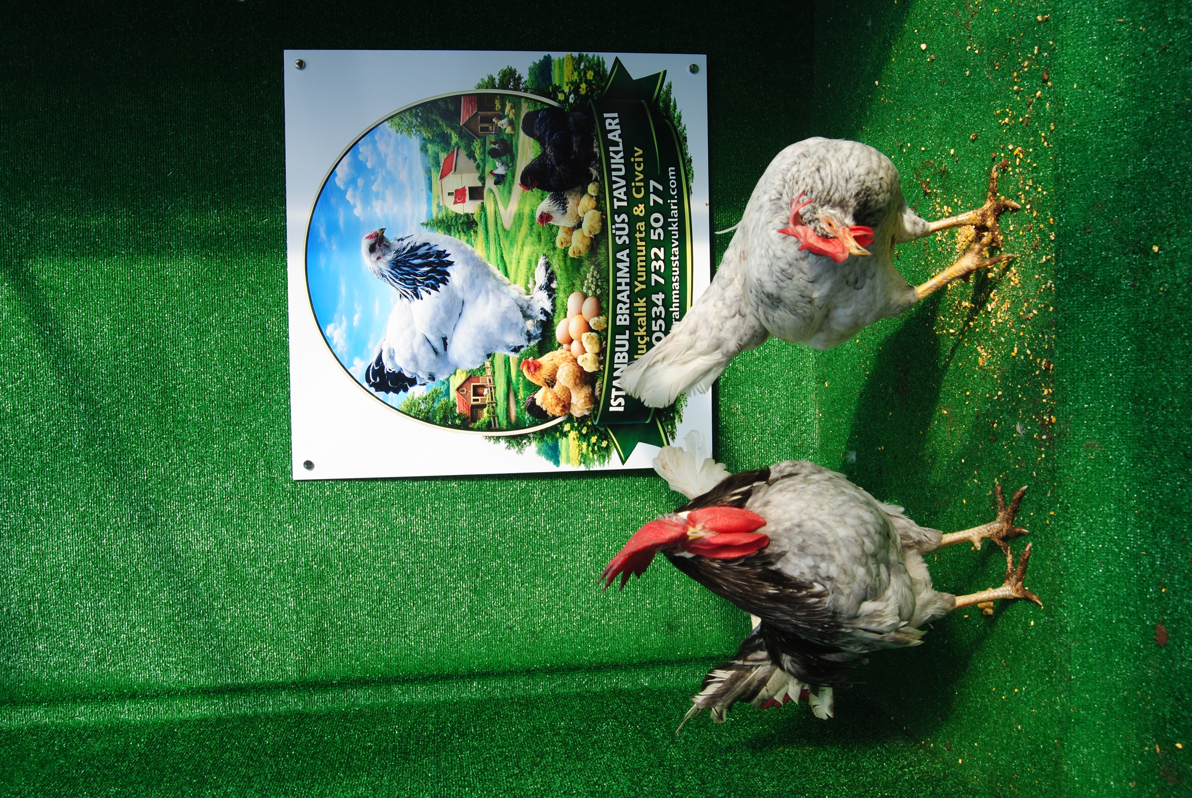 Blue Modlet Ligorin Kuluçkalık Yumurta