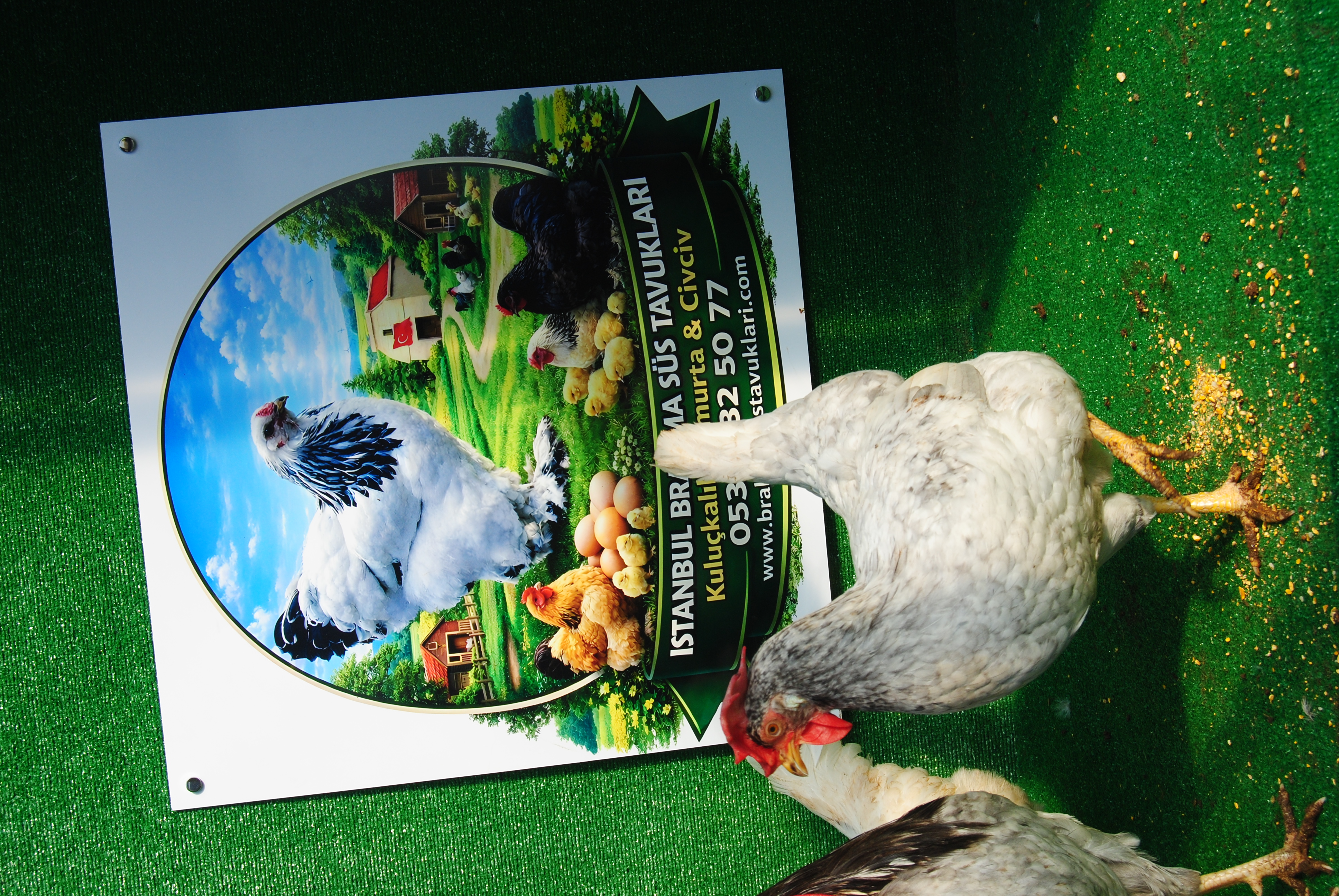 Blue Modlet Ligorin Kuluçkalık Yumurta