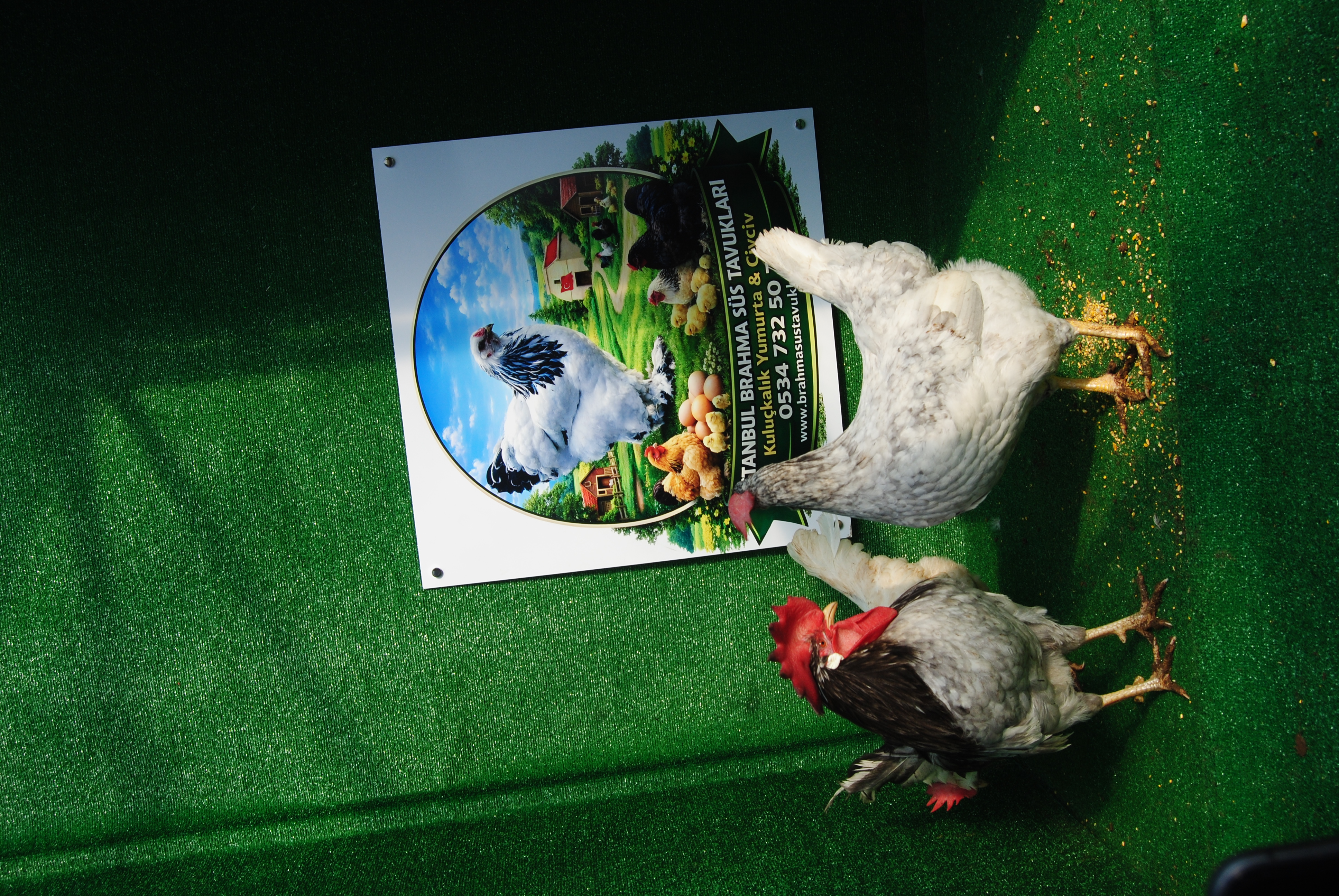 Blue Modlet Ligorin Kuluçkalık Yumurta