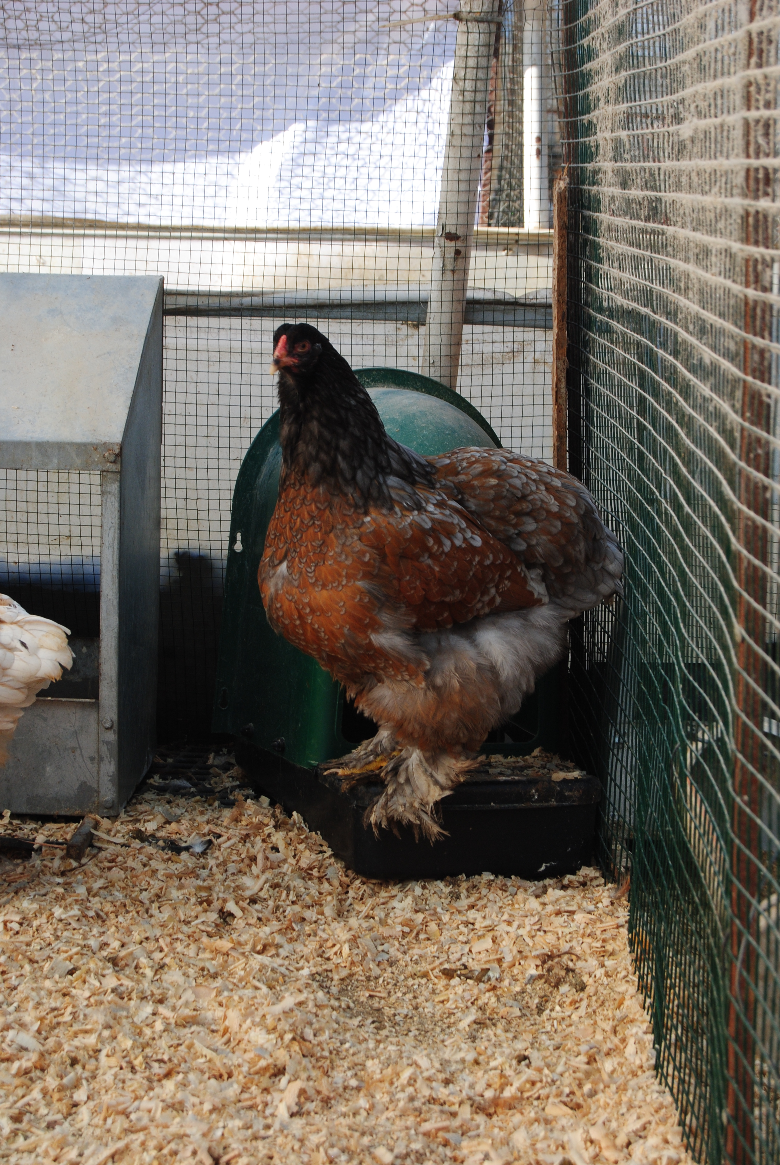 PORSELEN BRAHMA KULUÇKALIK YUMURTA