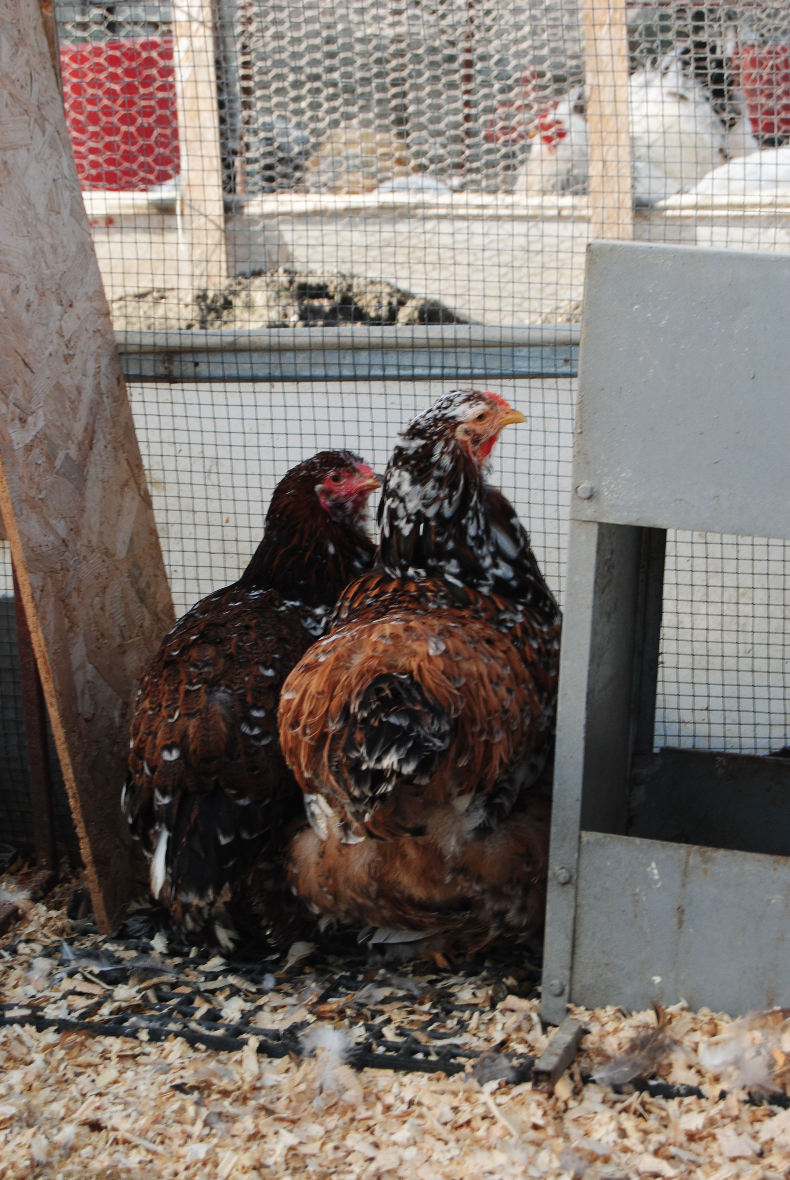 PORSELEN BRAHMA KULUÇKALIK YUMURTA