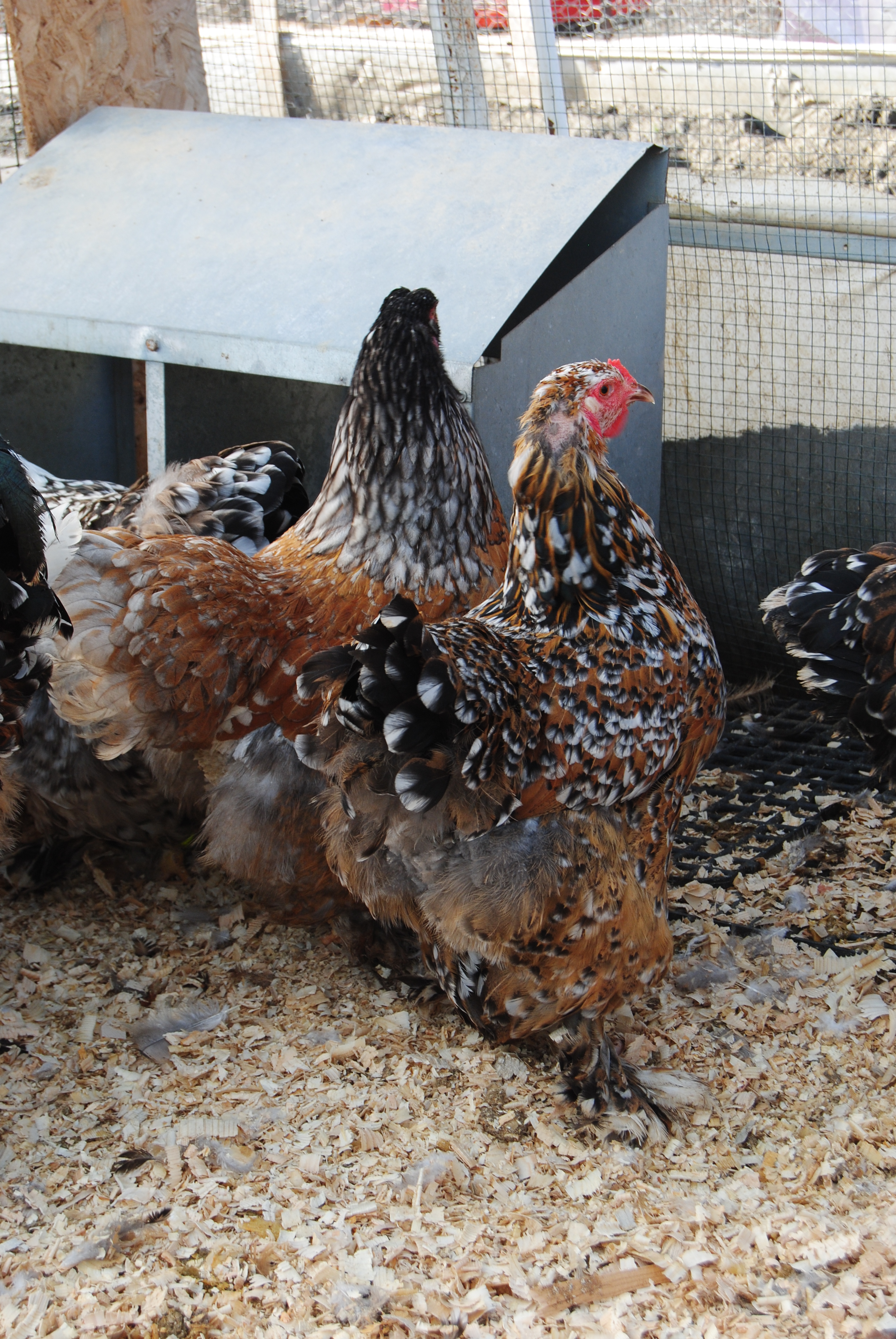 PORSELEN BRAHMA KULUÇKALIK YUMURTA