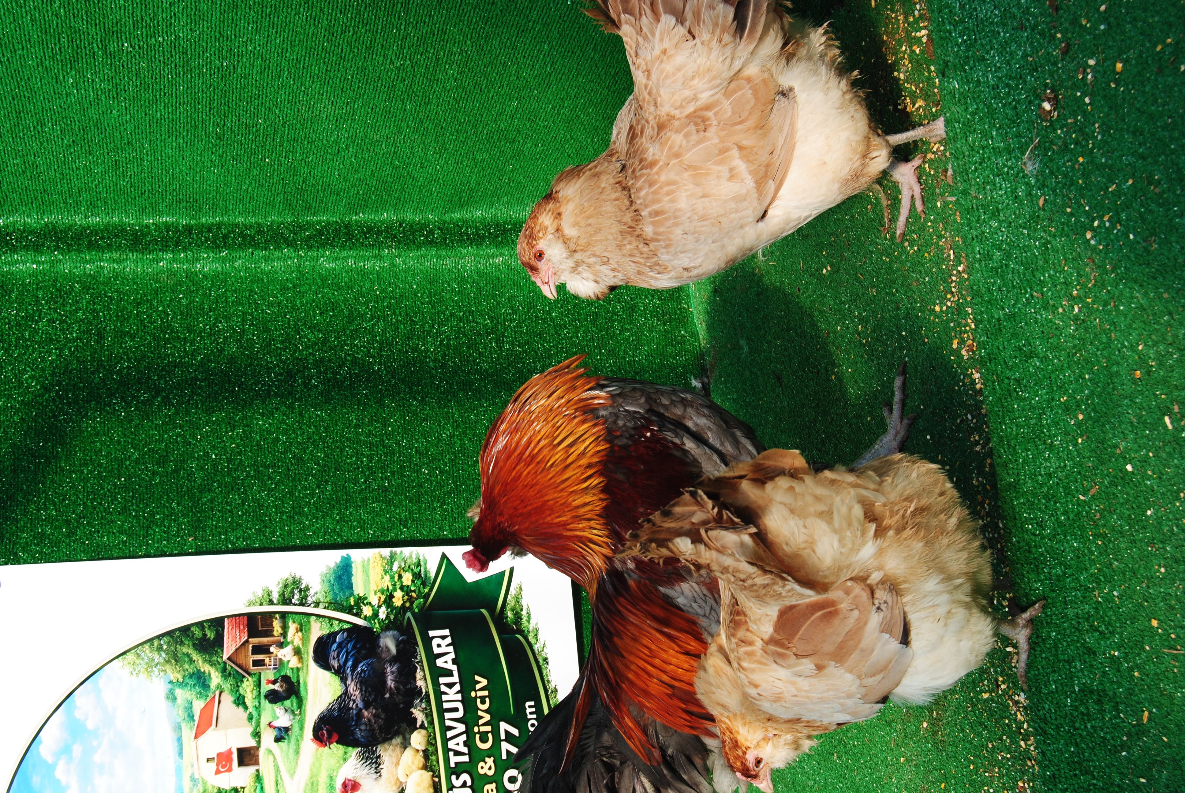 Blue Wheaten Ameraucana Kuluçkalık Yumurta