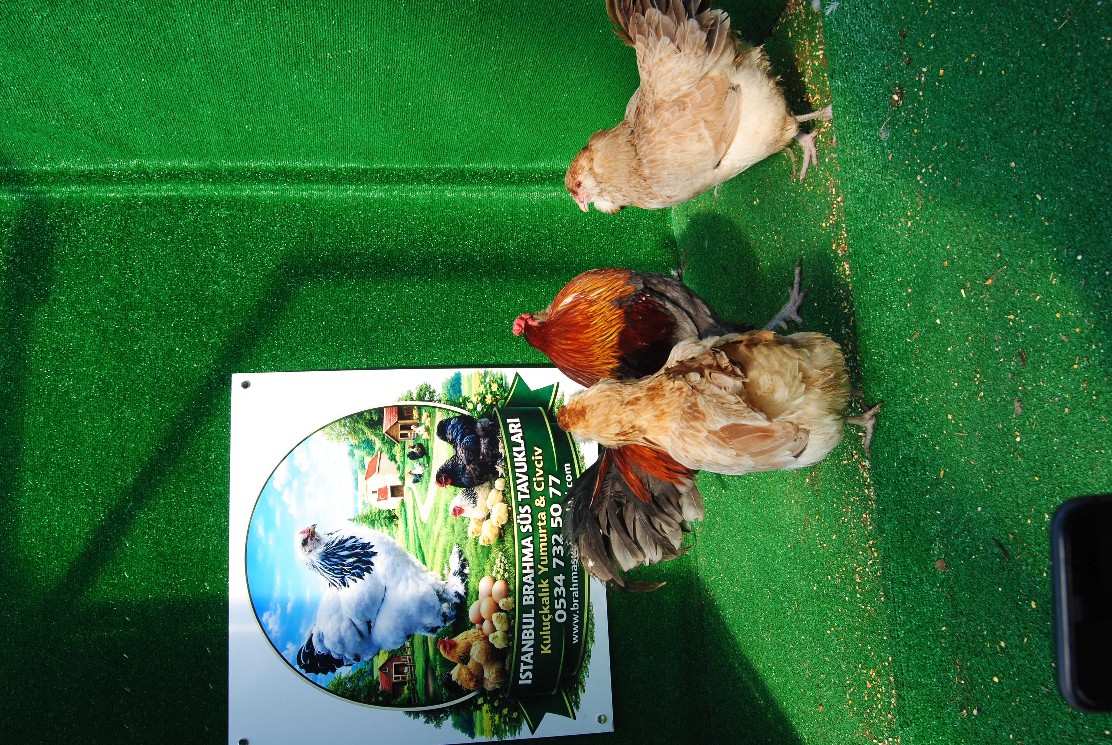 Blue Wheaten Ameraucana Kuluçkalık Yumurta