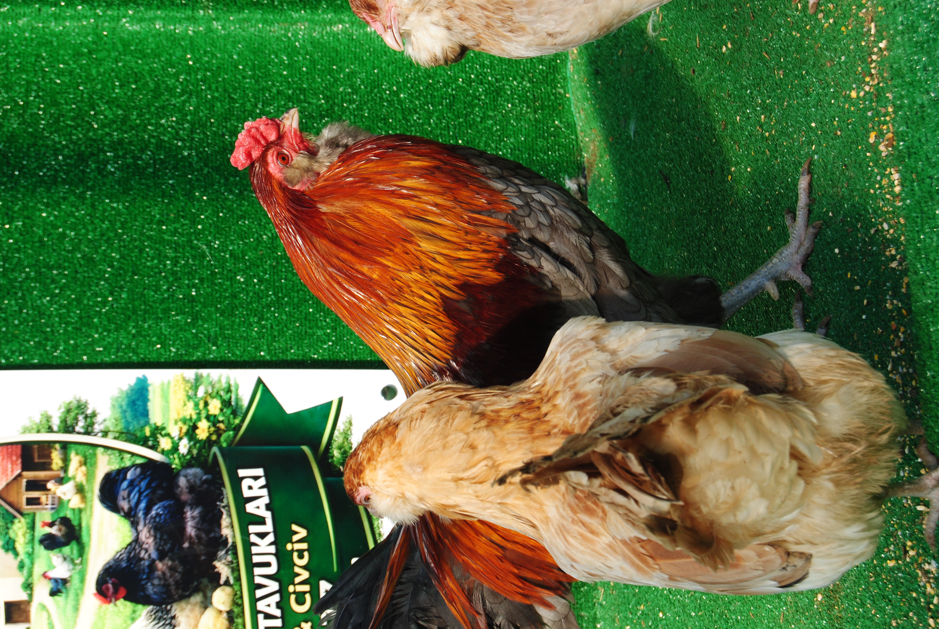 Blue Wheaten Ameraucana Kuluçkalık Yumurta