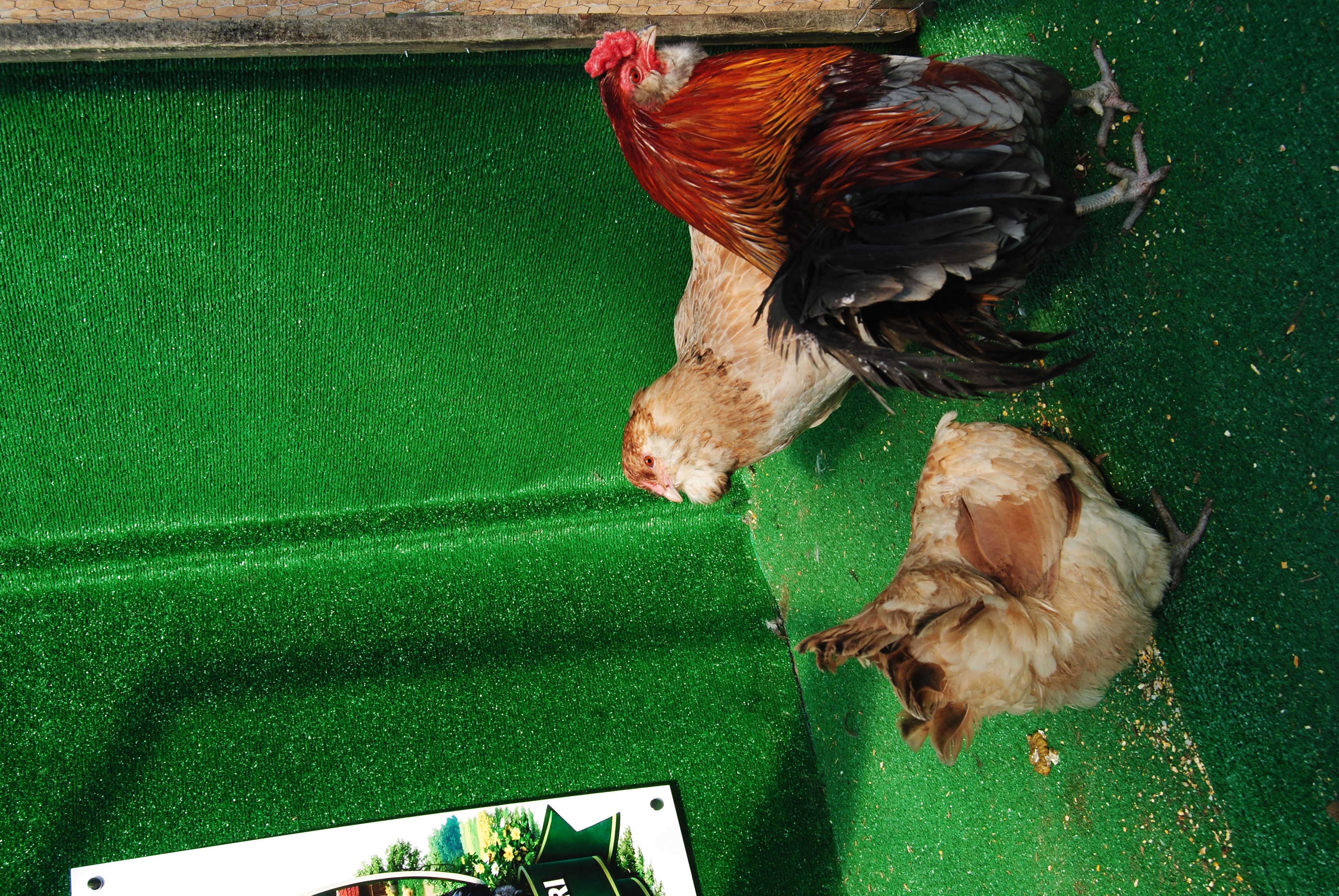 Blue Wheaten Ameraucana Kuluçkalık Yumurta