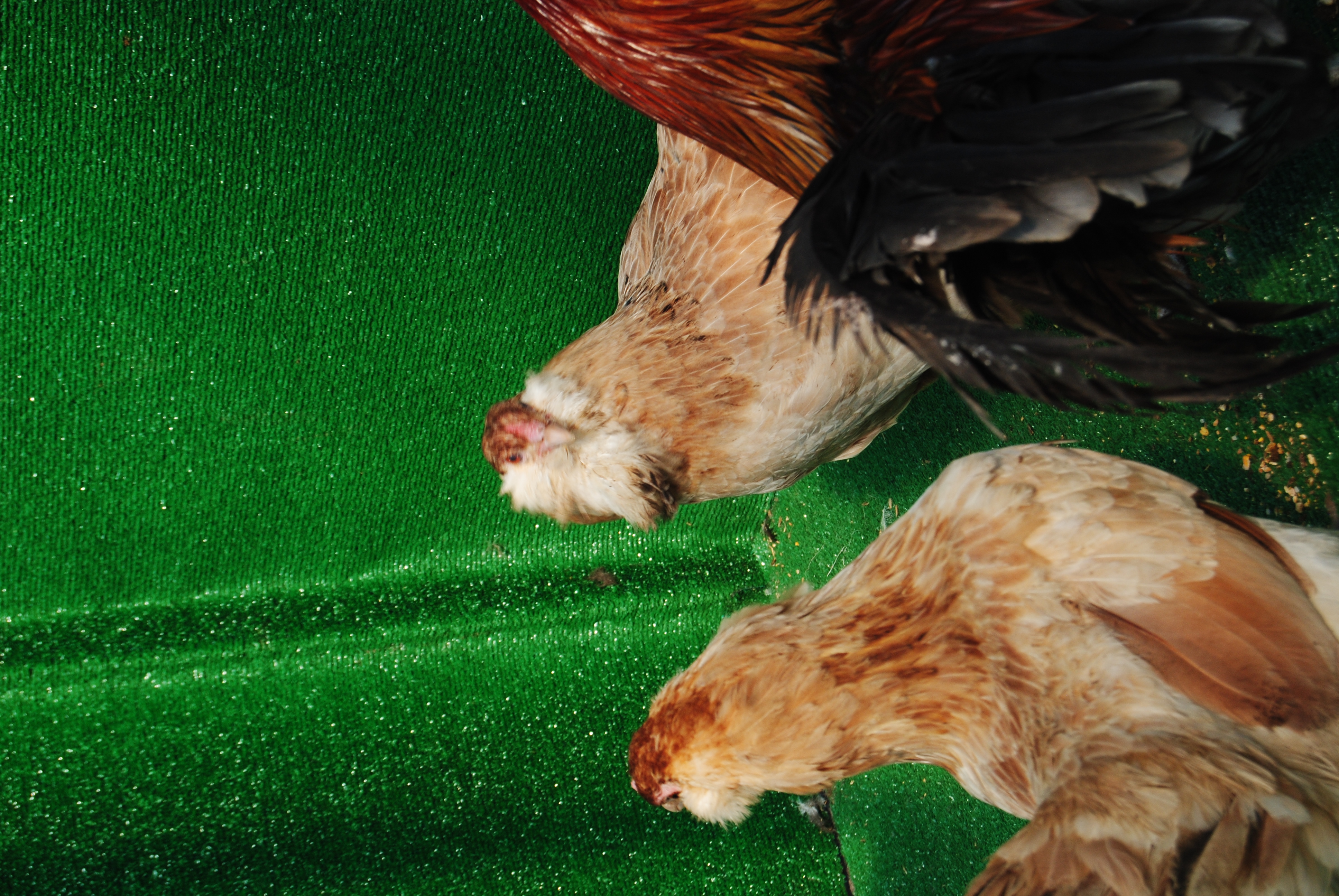 Blue Wheaten Ameraucana Kuluçkalık Yumurta
