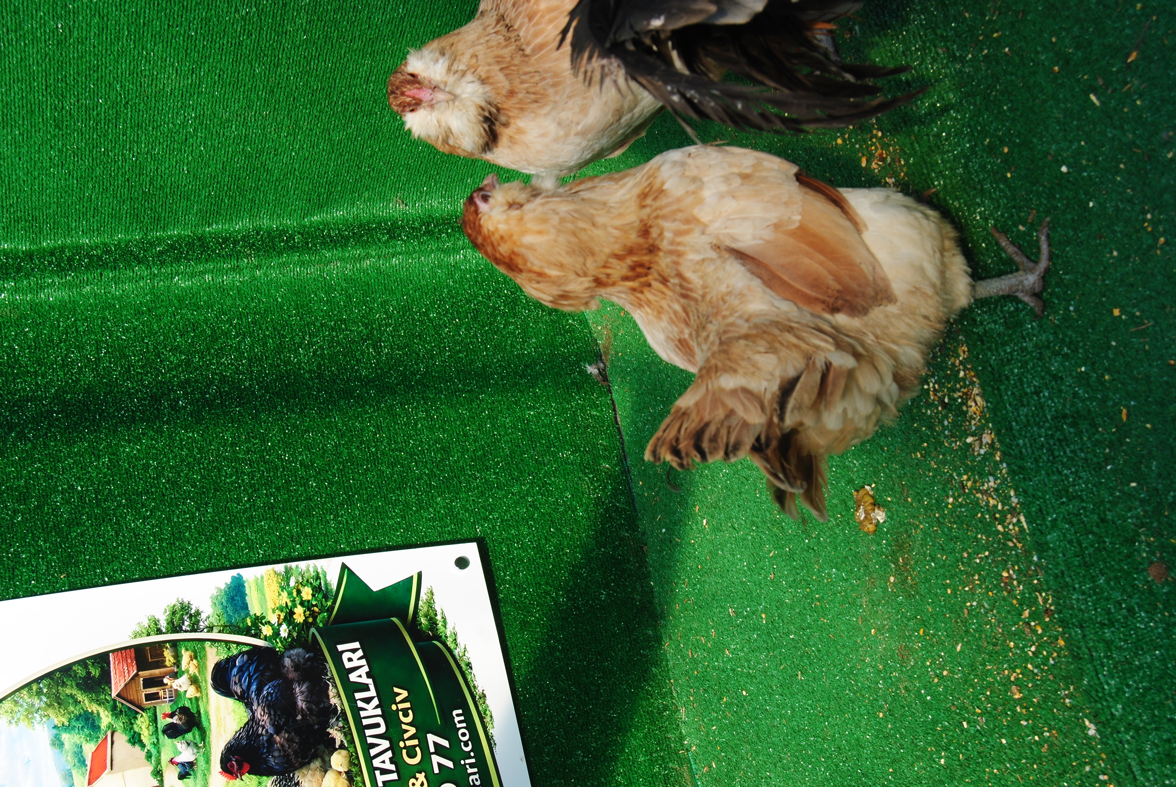 Blue Wheaten Ameraucana Kuluçkalık Yumurta