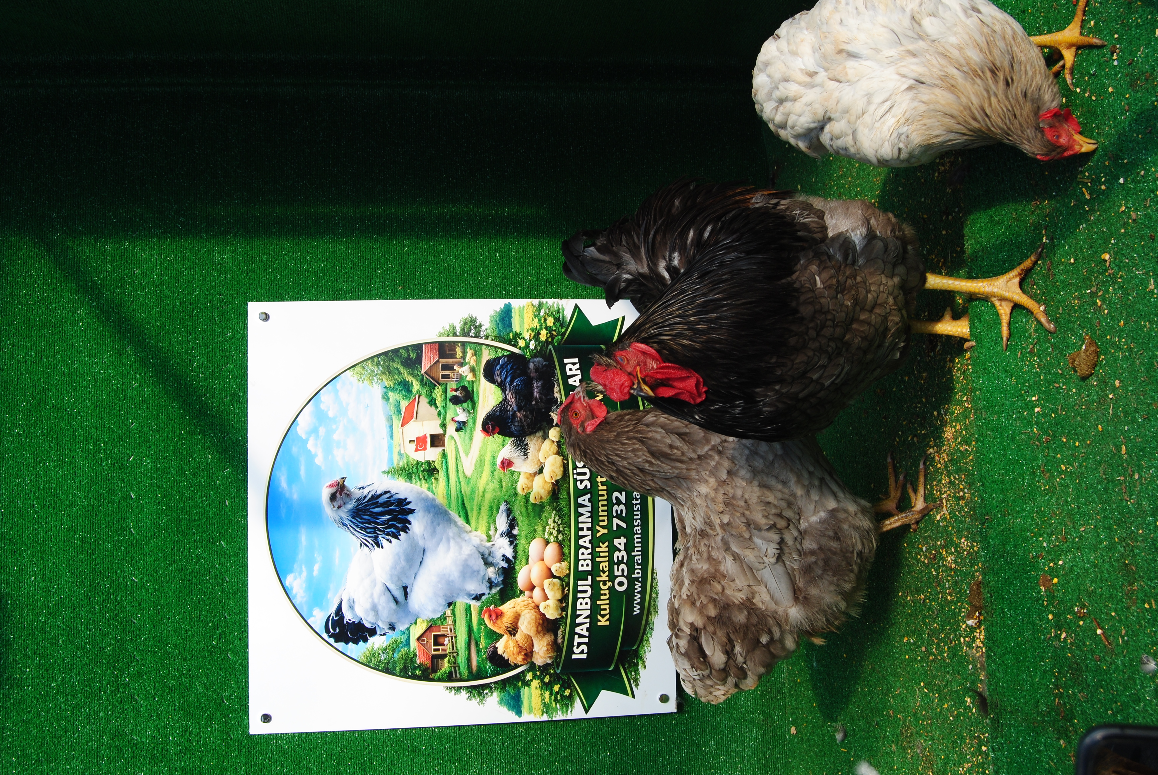 Blue Wyandotte Kuluçkalık Yumurta