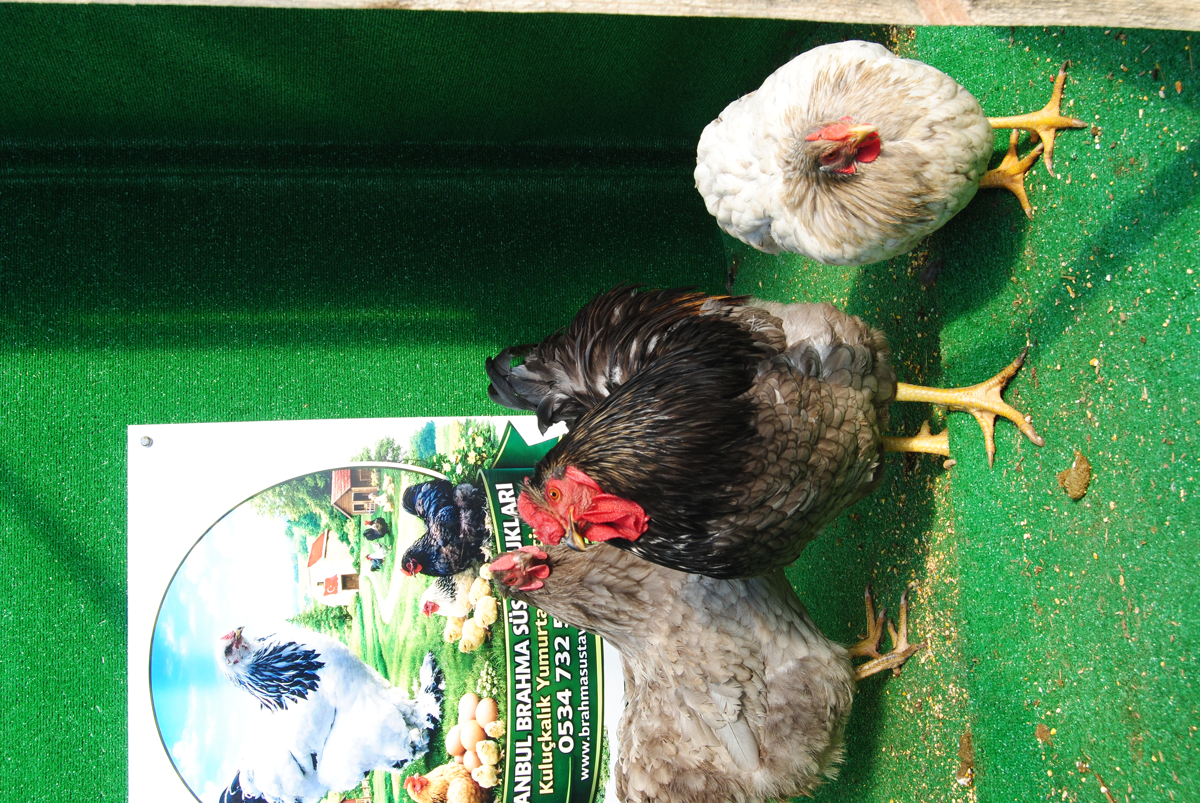 Blue Wyandotte Kuluçkalık Yumurta