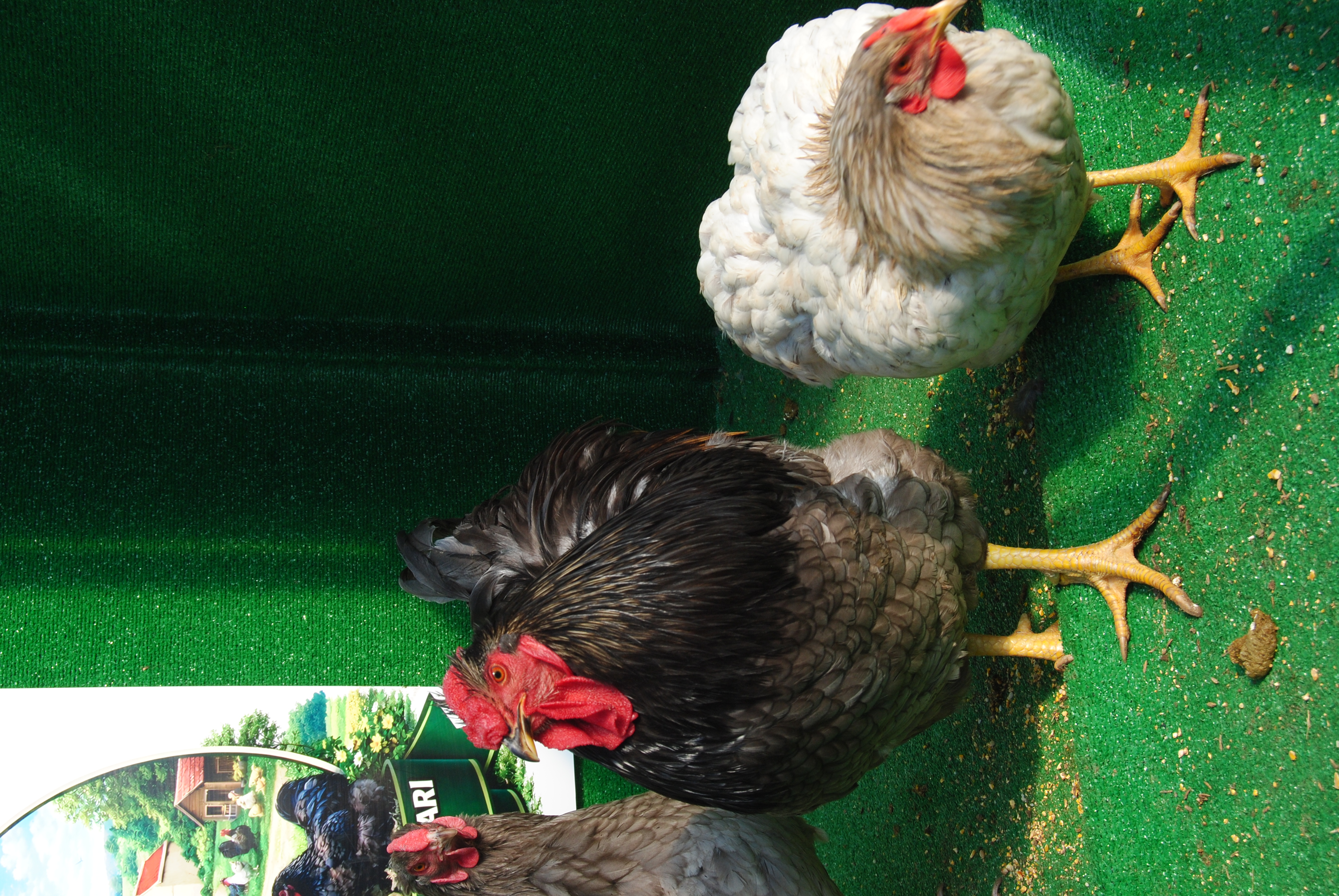 Blue Wyandotte Kuluçkalık Yumurta