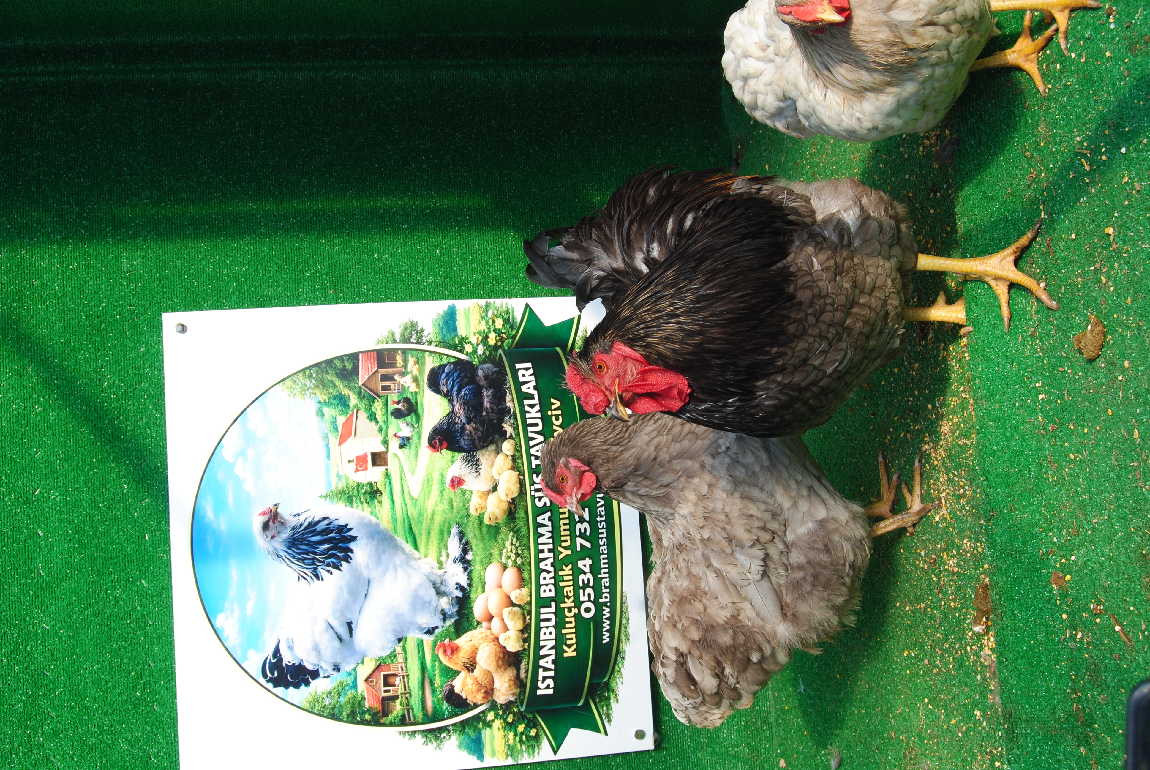 Blue Wyandotte Kuluçkalık Yumurta