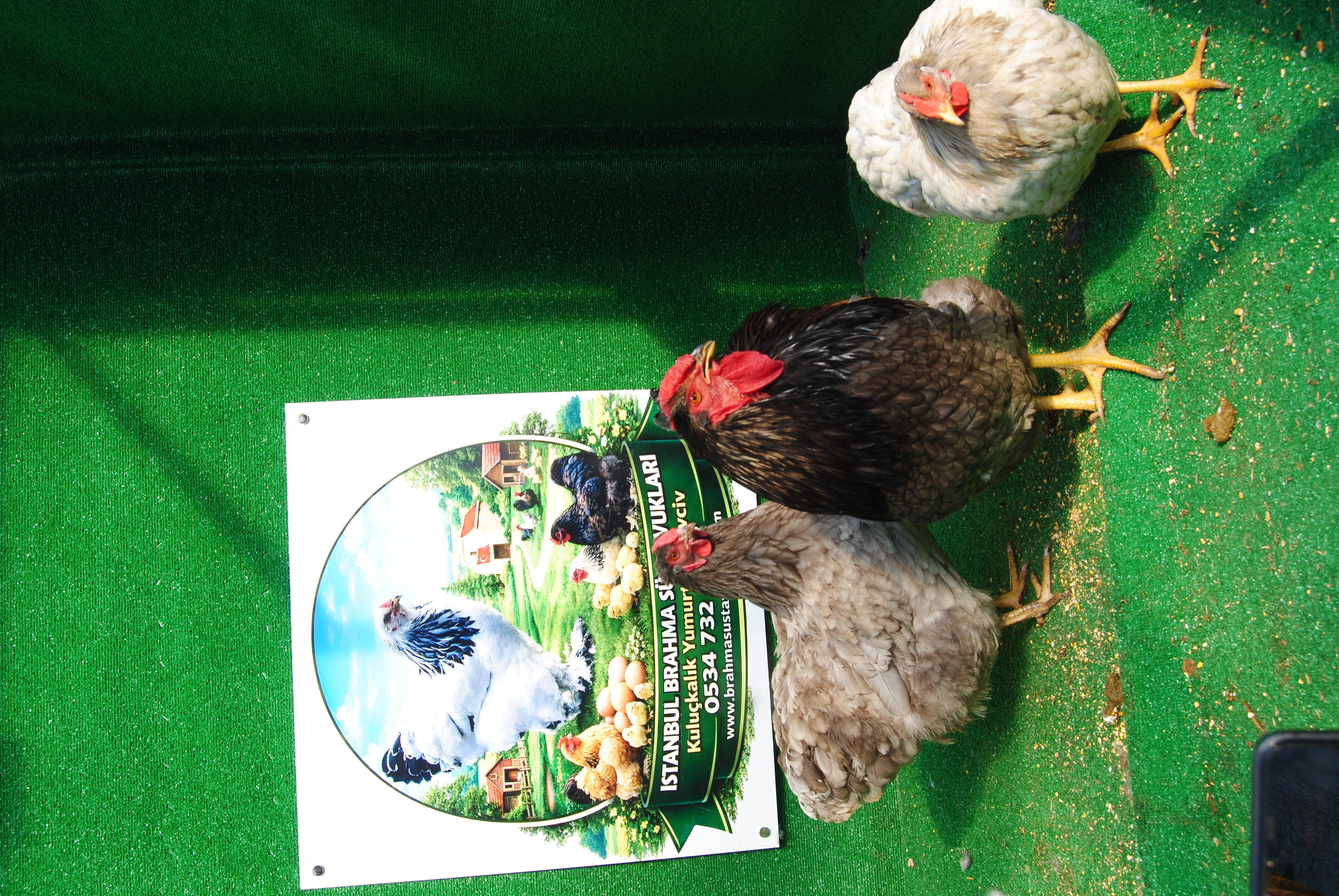 Blue Wyandotte Kuluçkalık Yumurta