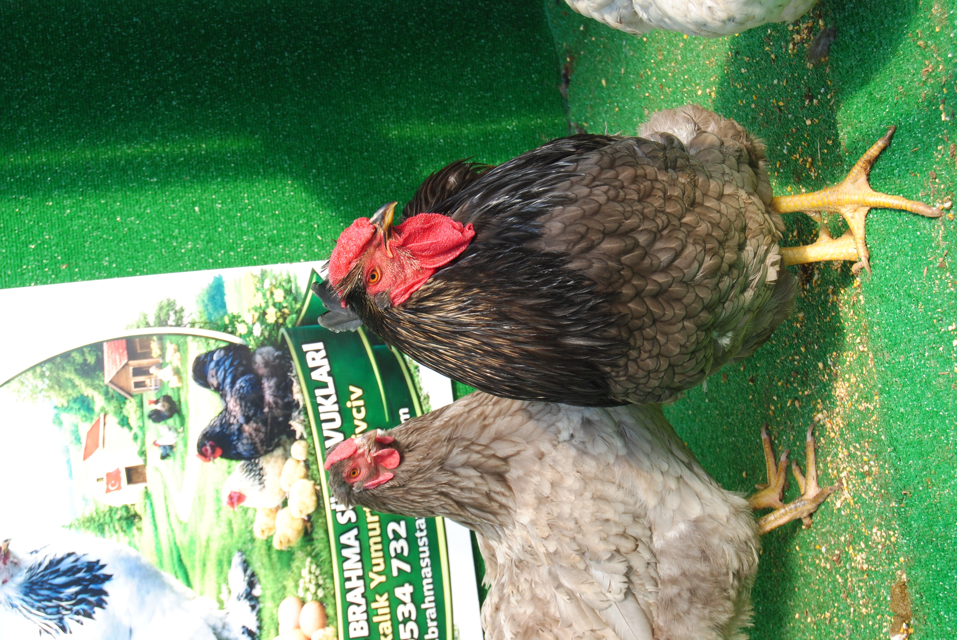 Blue Wyandotte Kuluçkalık Yumurta