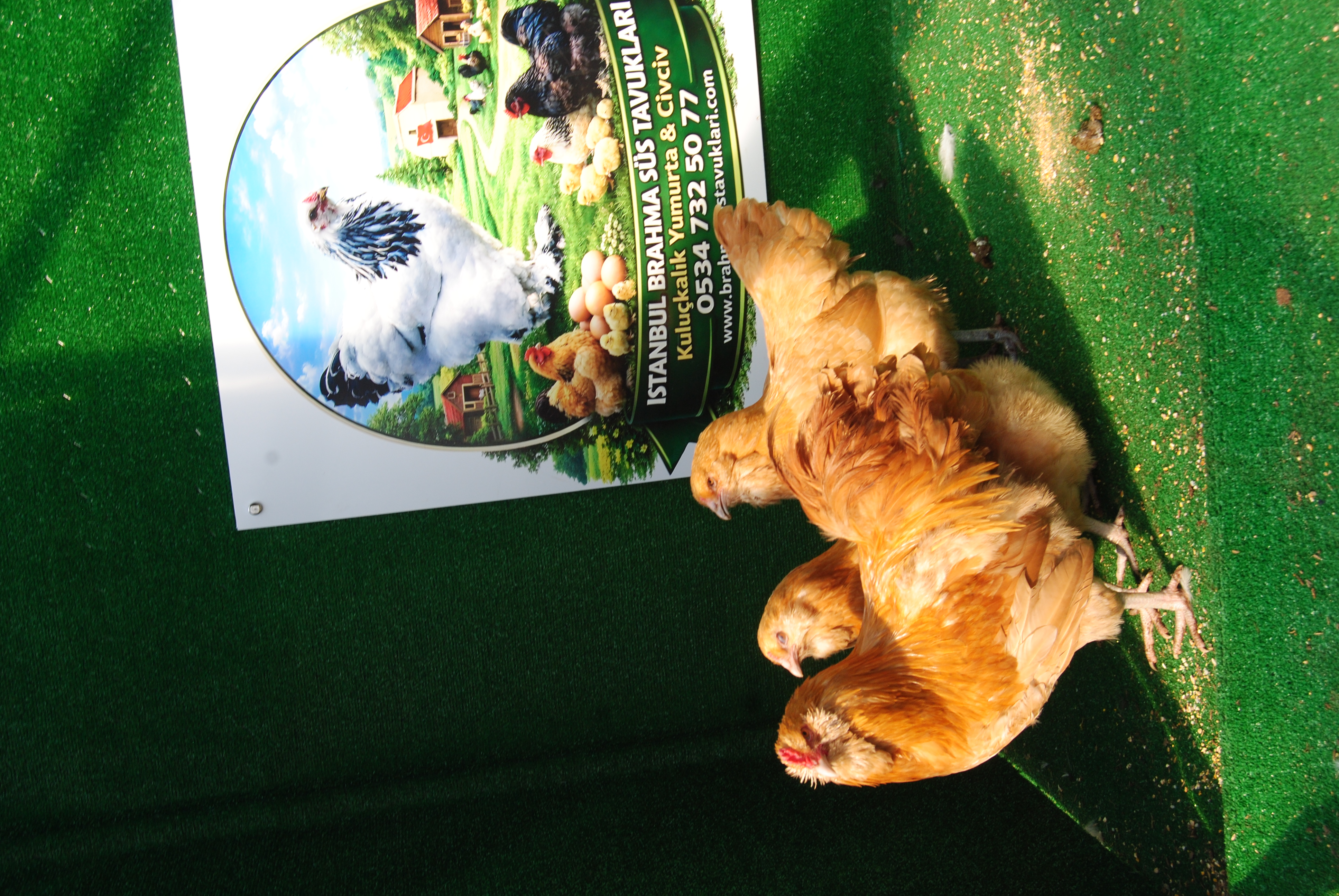 Buff Ameraucana Kuluçkalık Yumurta