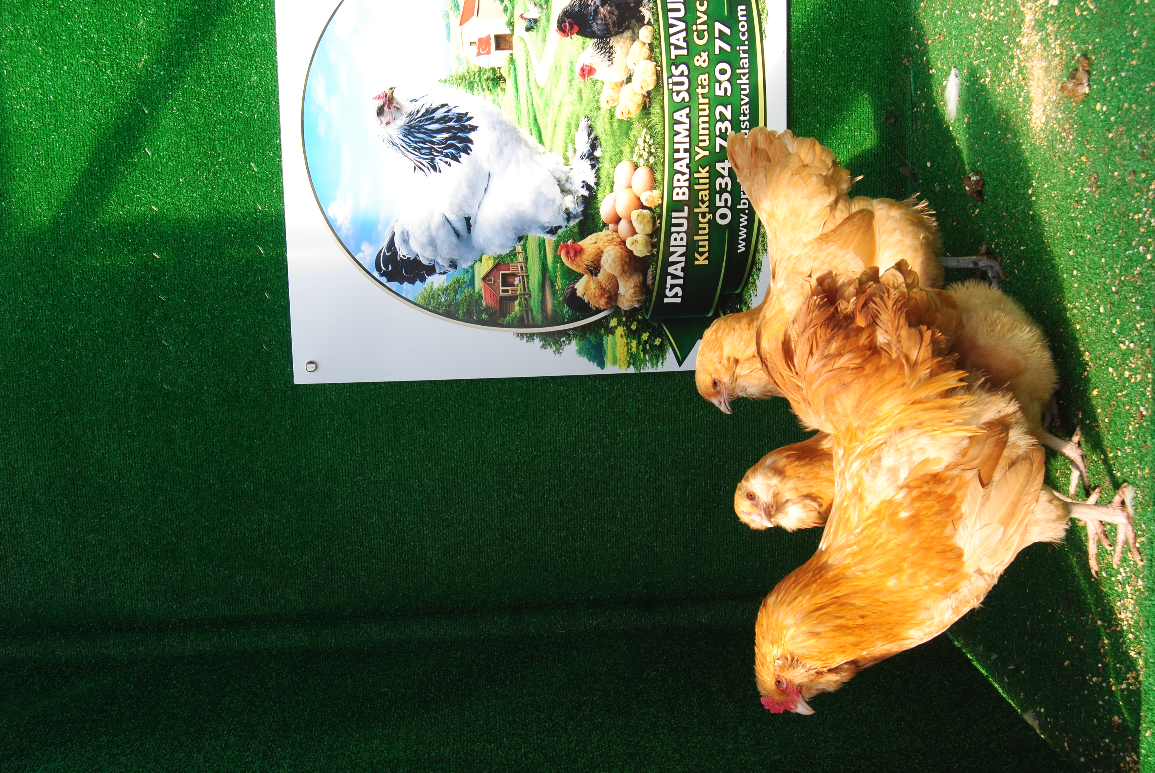 Buff Ameraucana Kuluçkalık Yumurta