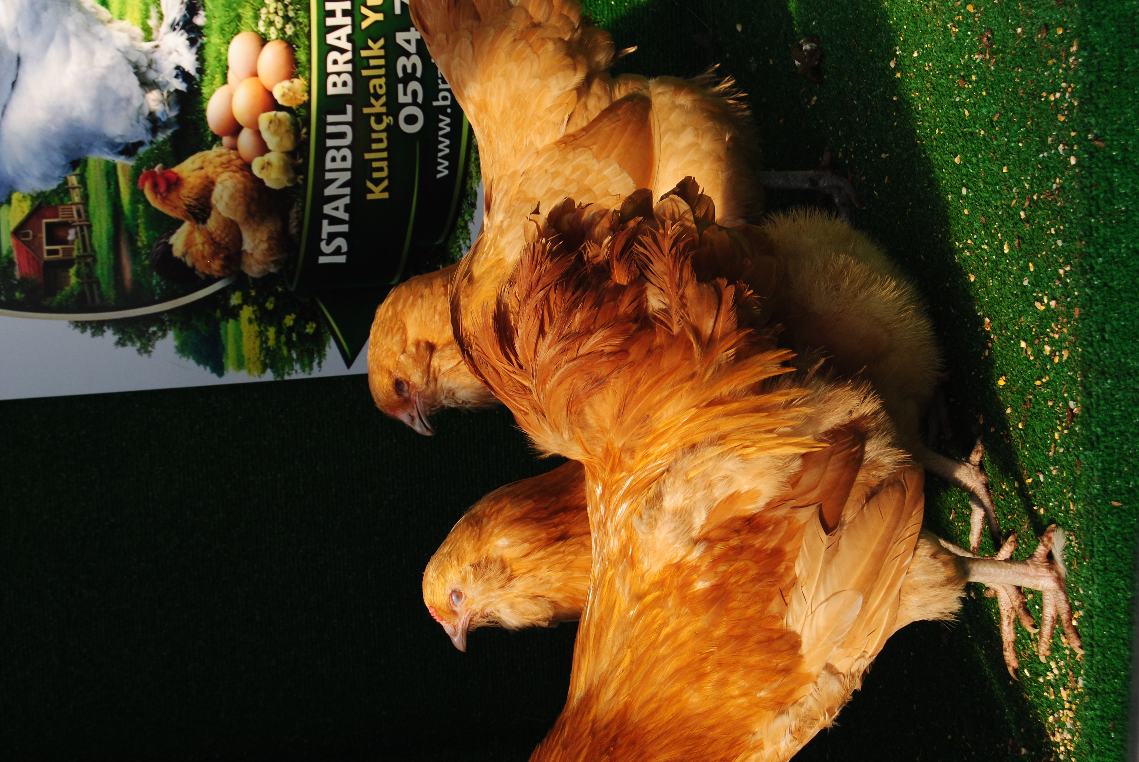 Buff Ameraucana Kuluçkalık Yumurta