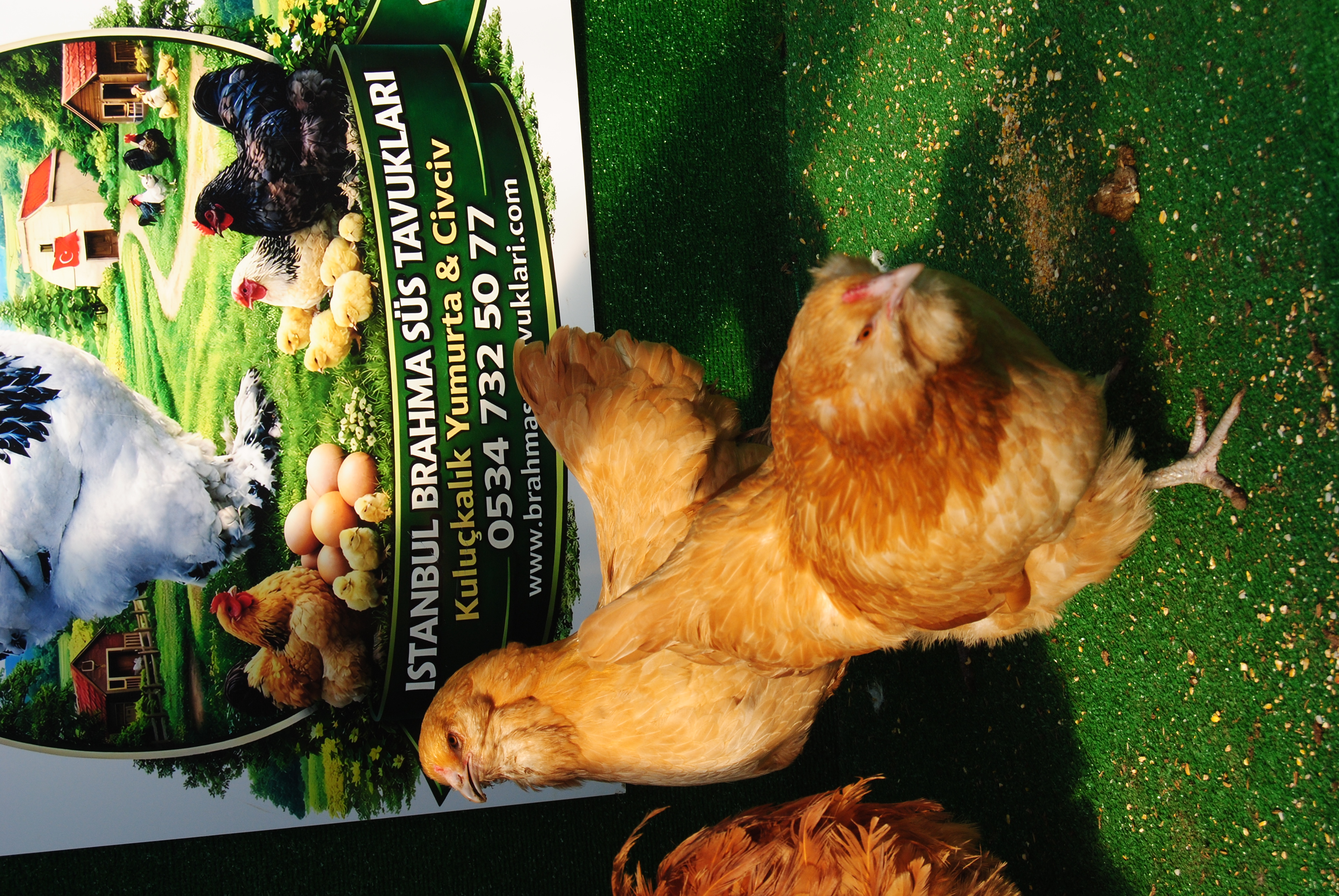 Buff Ameraucana Kuluçkalık Yumurta