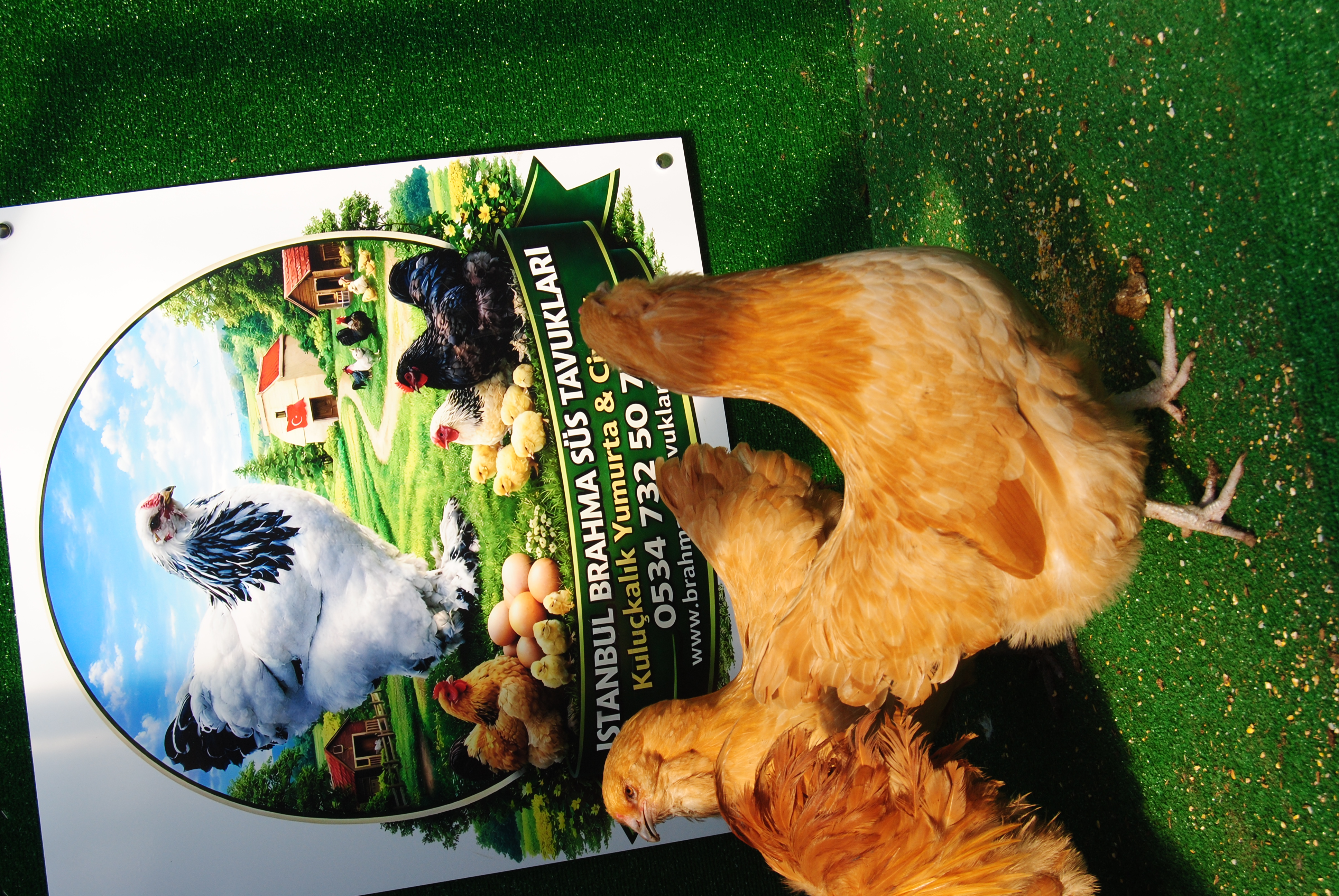 Buff Ameraucana Kuluçkalık Yumurta