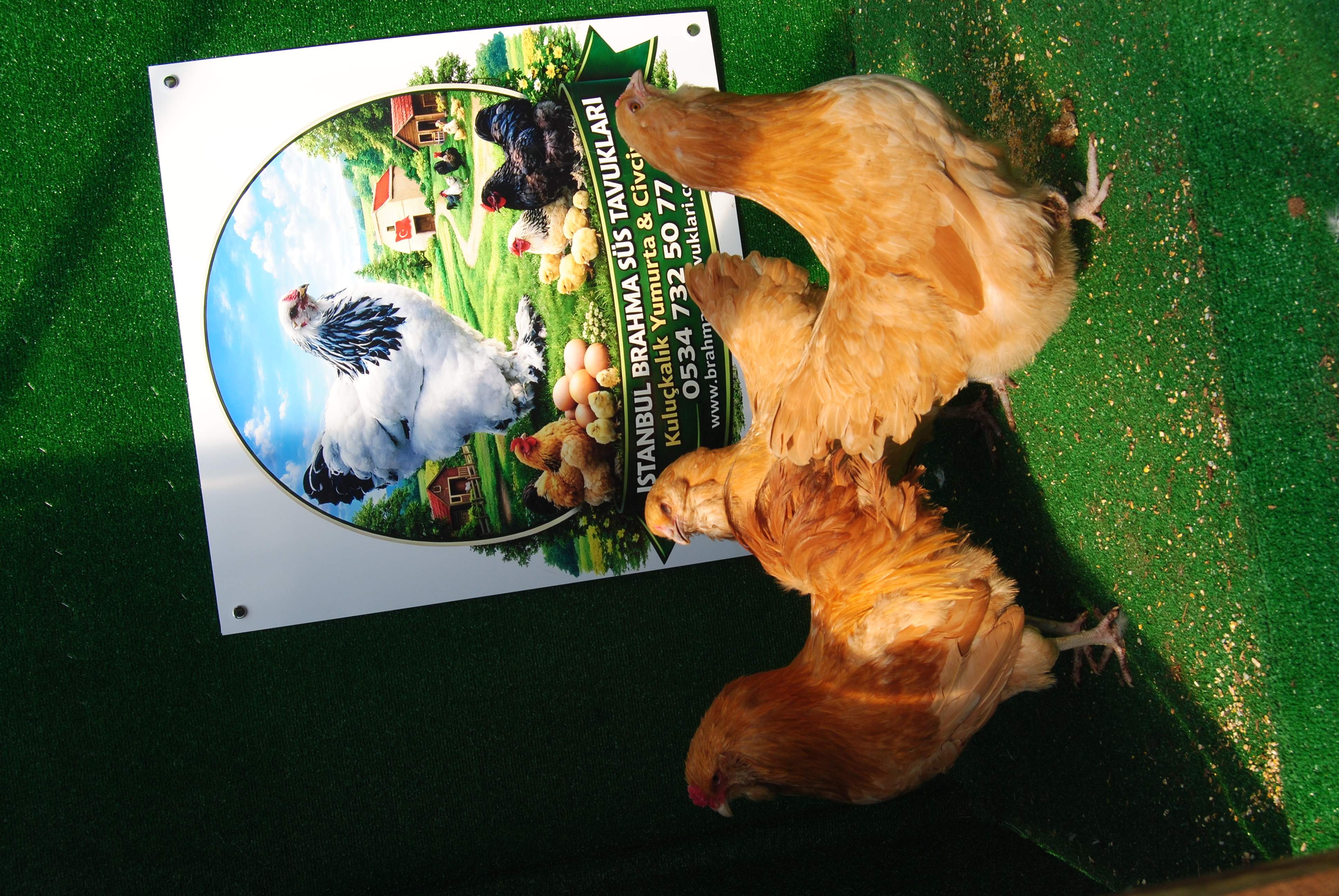 Buff Ameraucana Kuluçkalık Yumurta