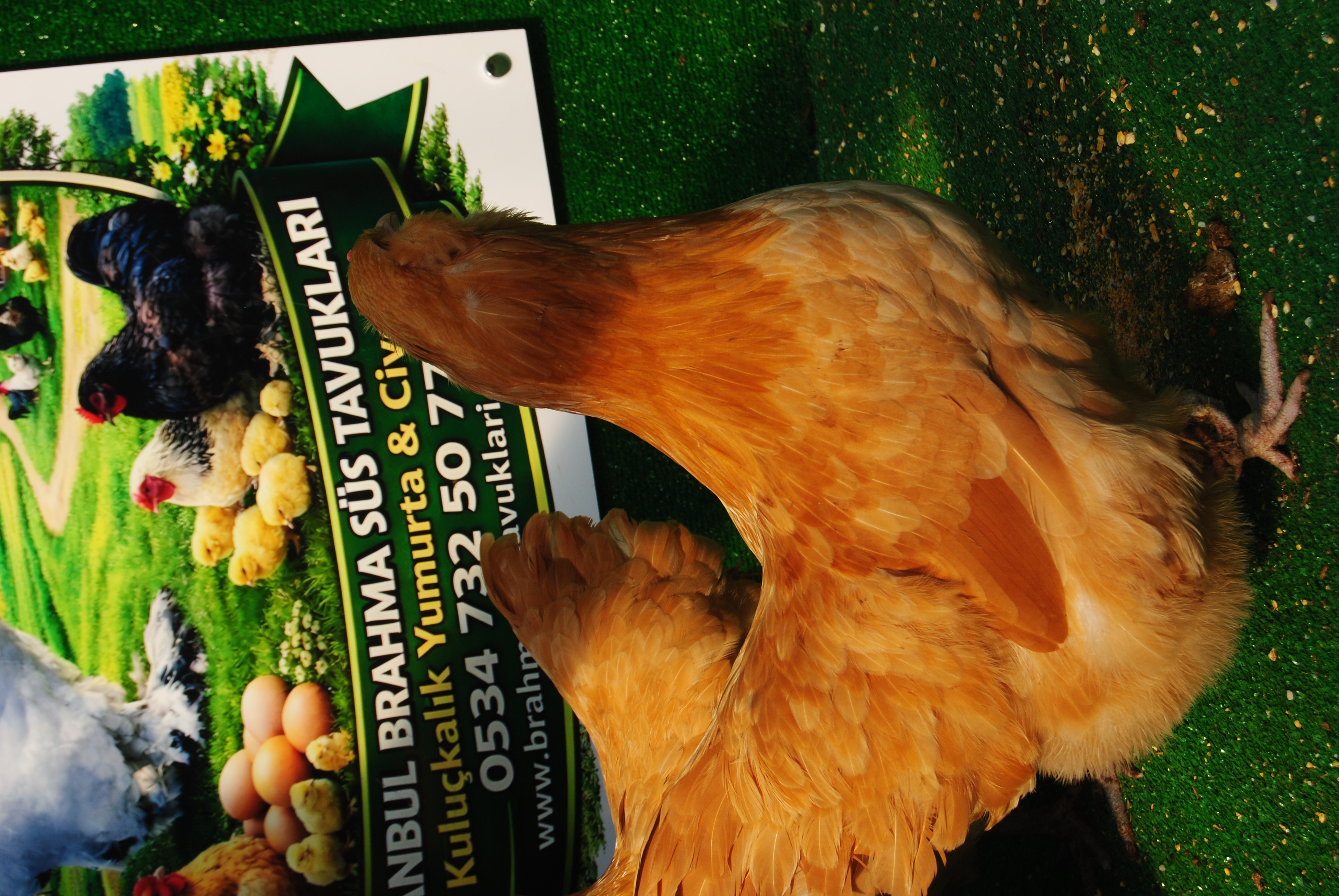 Buff Ameraucana Kuluçkalık Yumurta