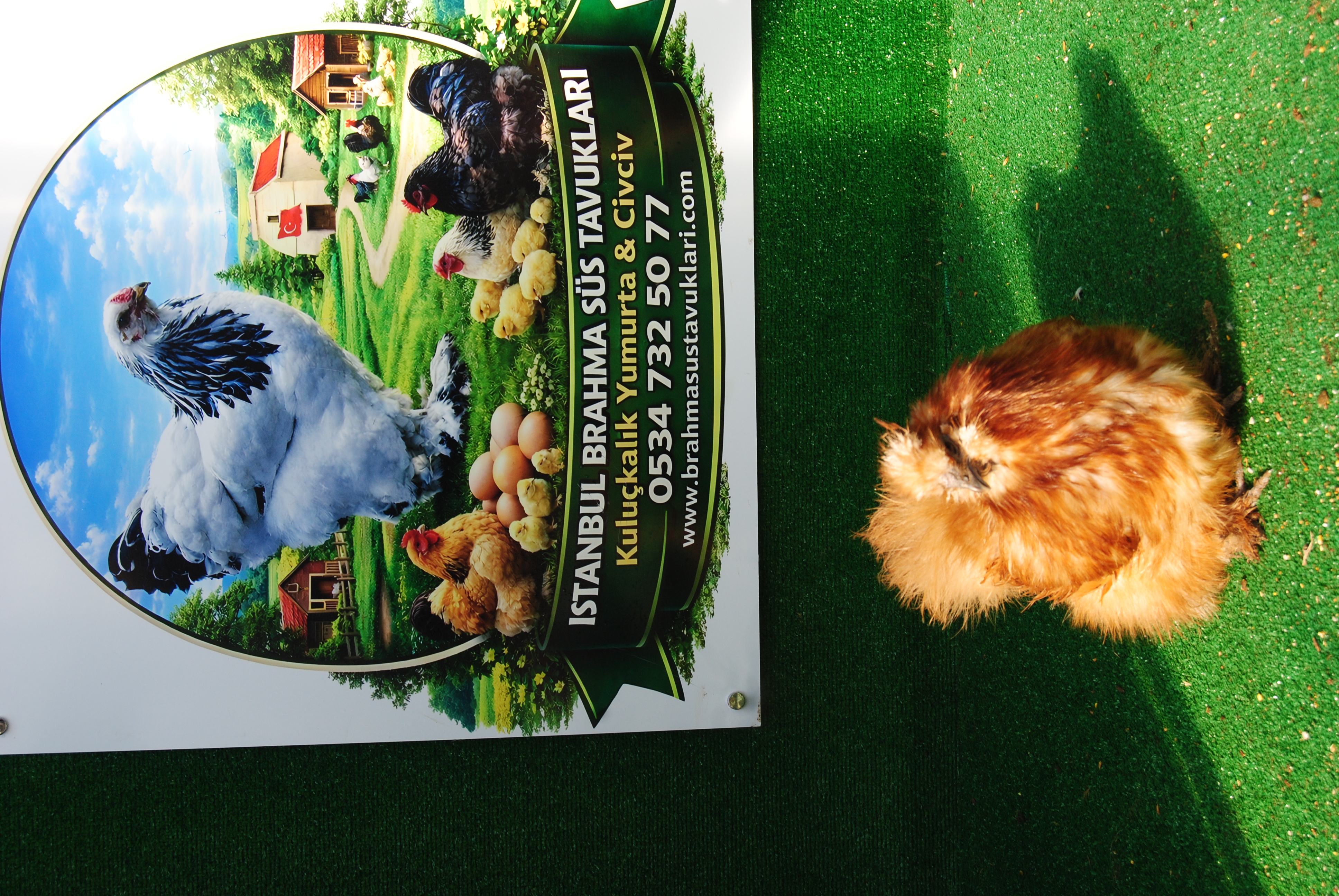 Buff Habeş Kuluçkalık Yumurta