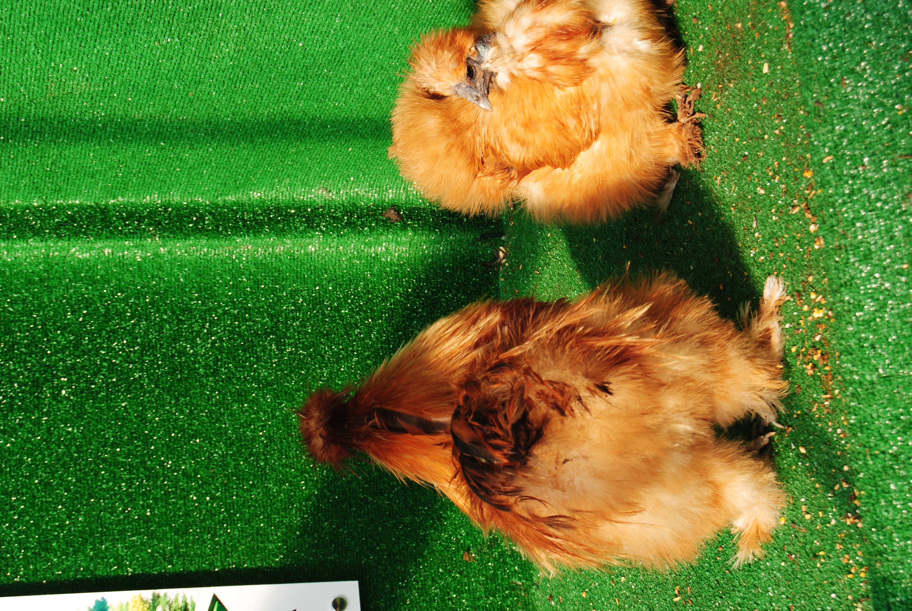 Buff Habeş Kuluçkalık Yumurta