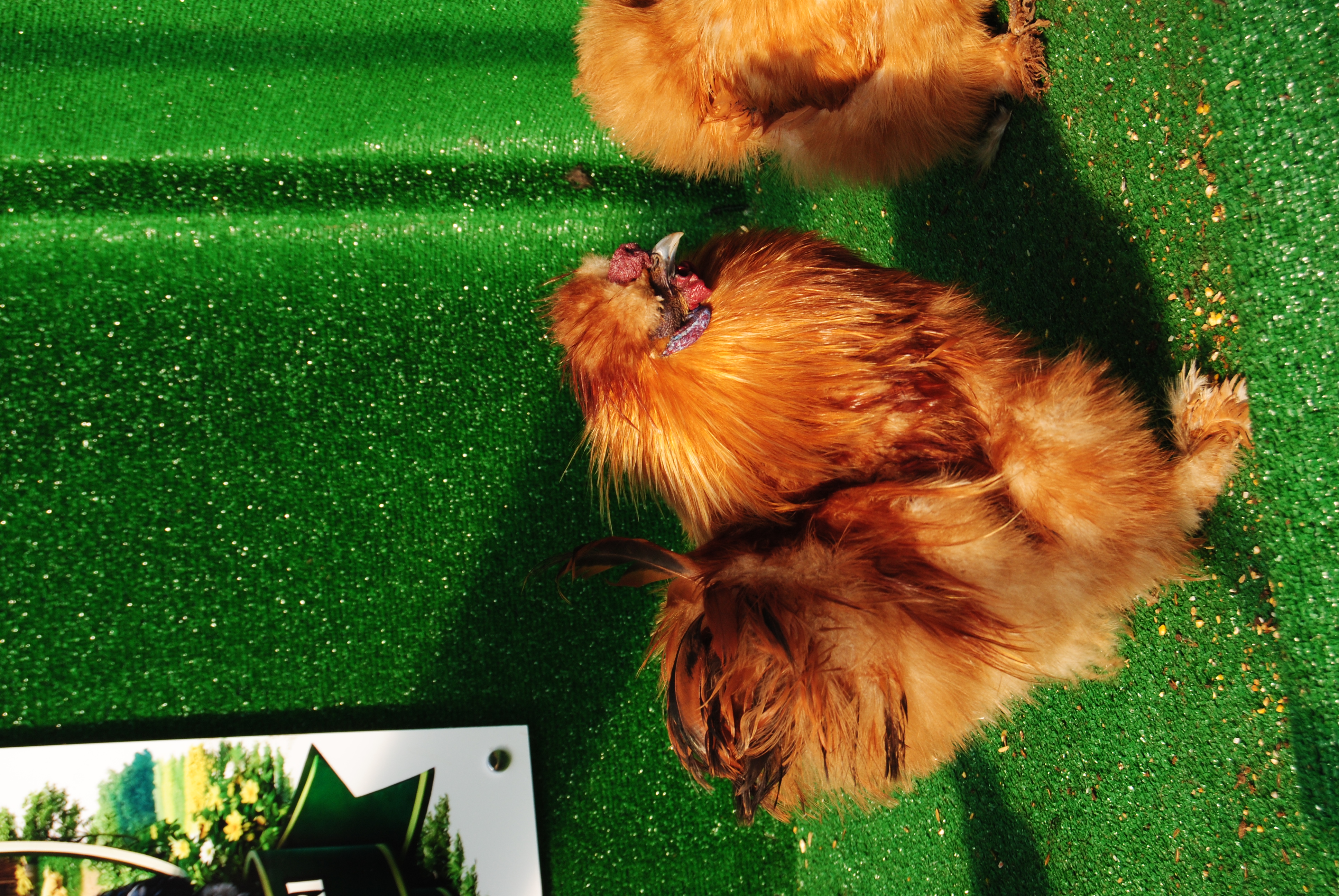 Buff Habeş Kuluçkalık Yumurta