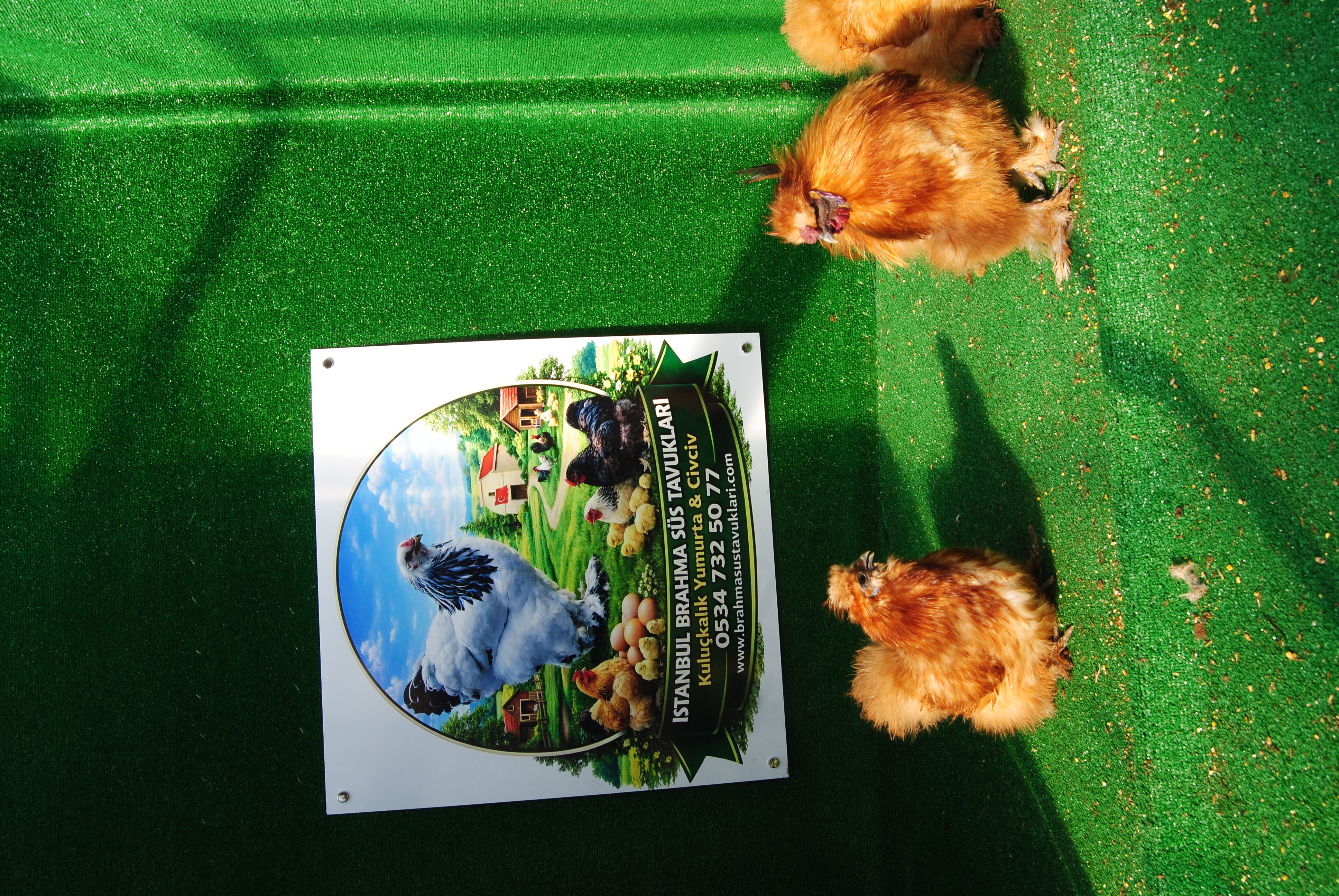 Buff Habeş Kuluçkalık Yumurta