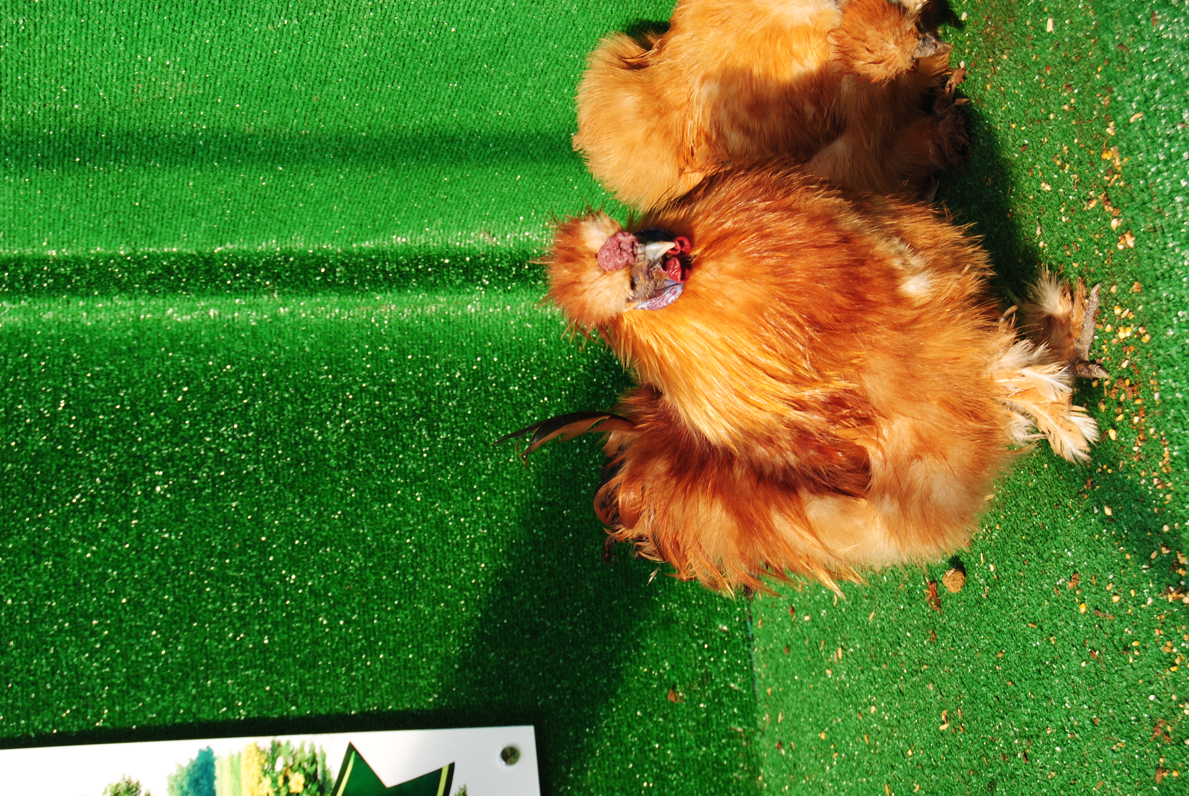 Buff Habeş Kuluçkalık Yumurta