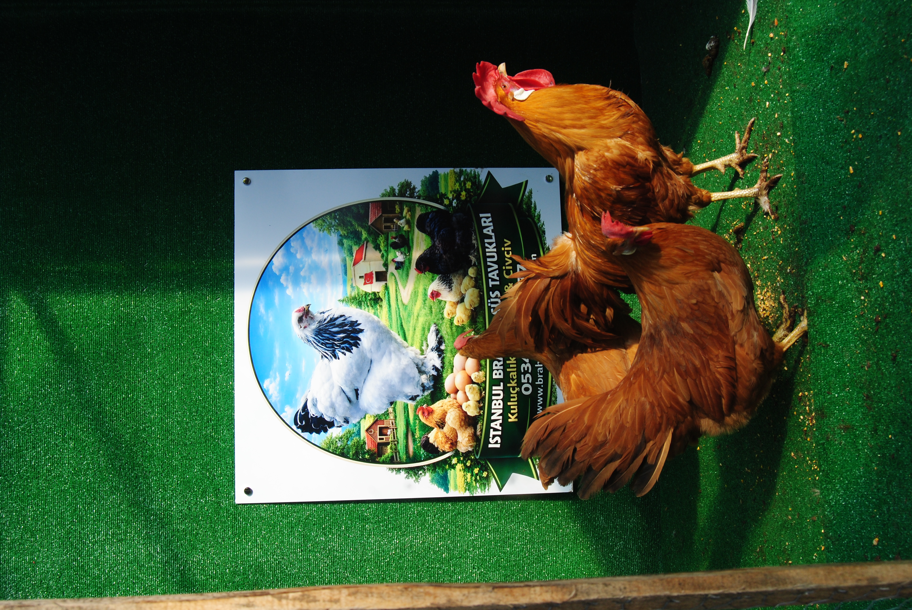 Buff Ligorin Kuluçkalık Yumurta