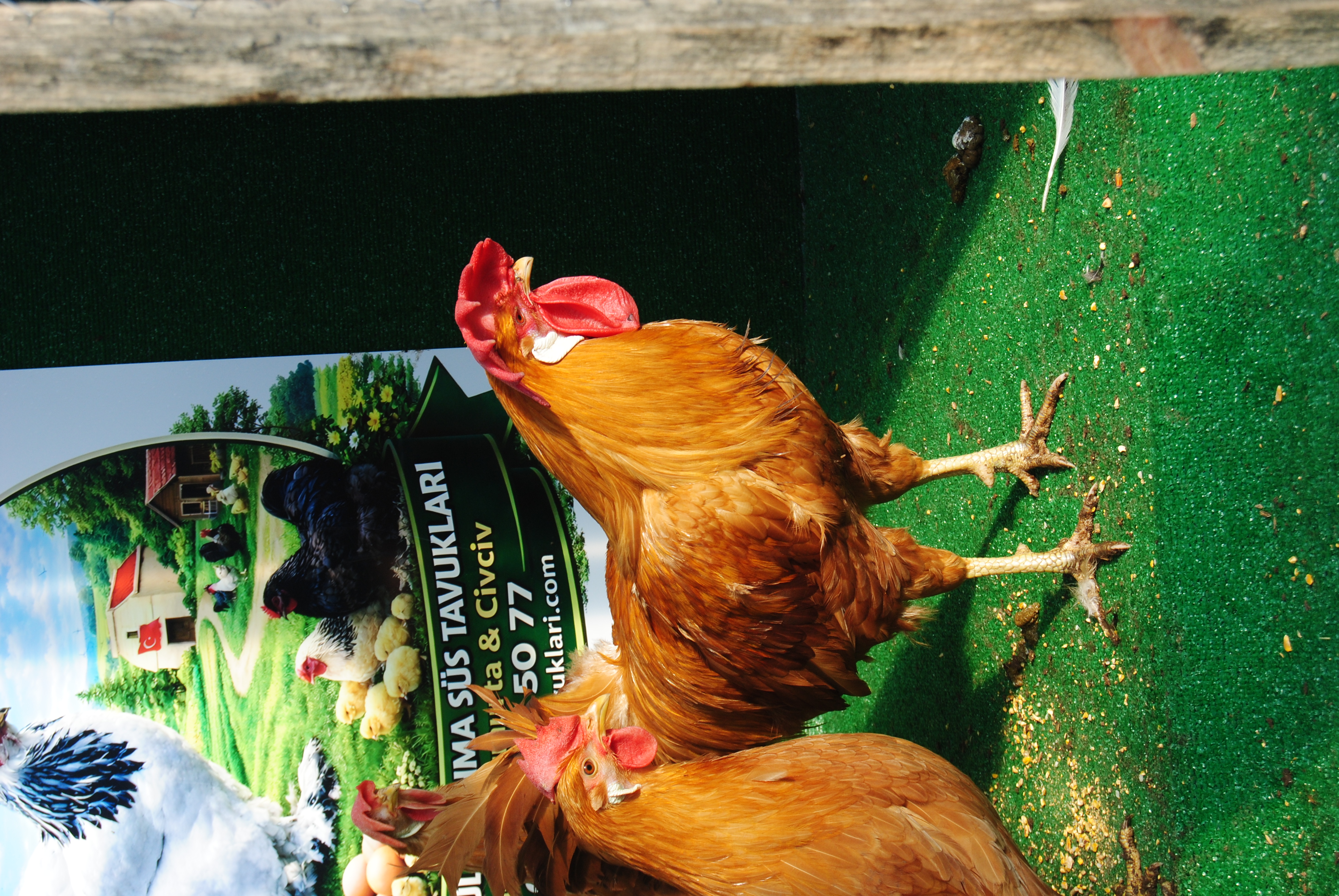 Buff Ligorin Kuluçkalık Yumurta