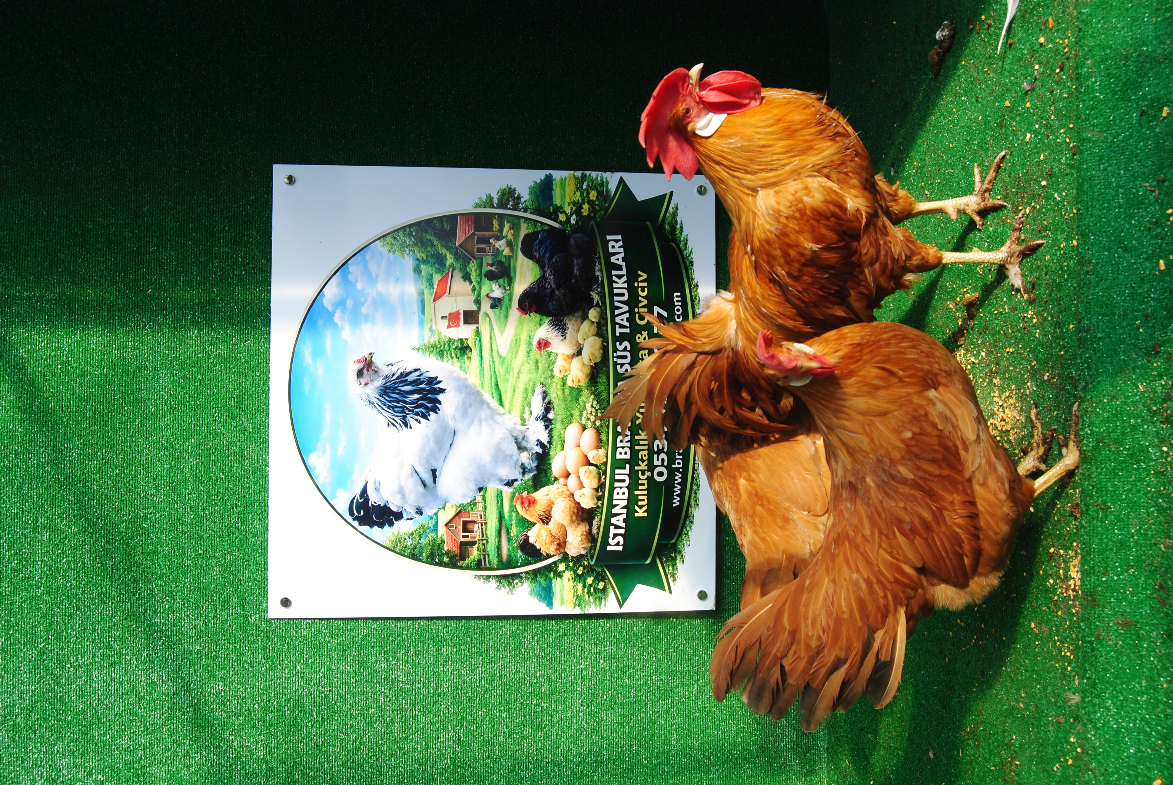 Buff Ligorin Kuluçkalık Yumurta