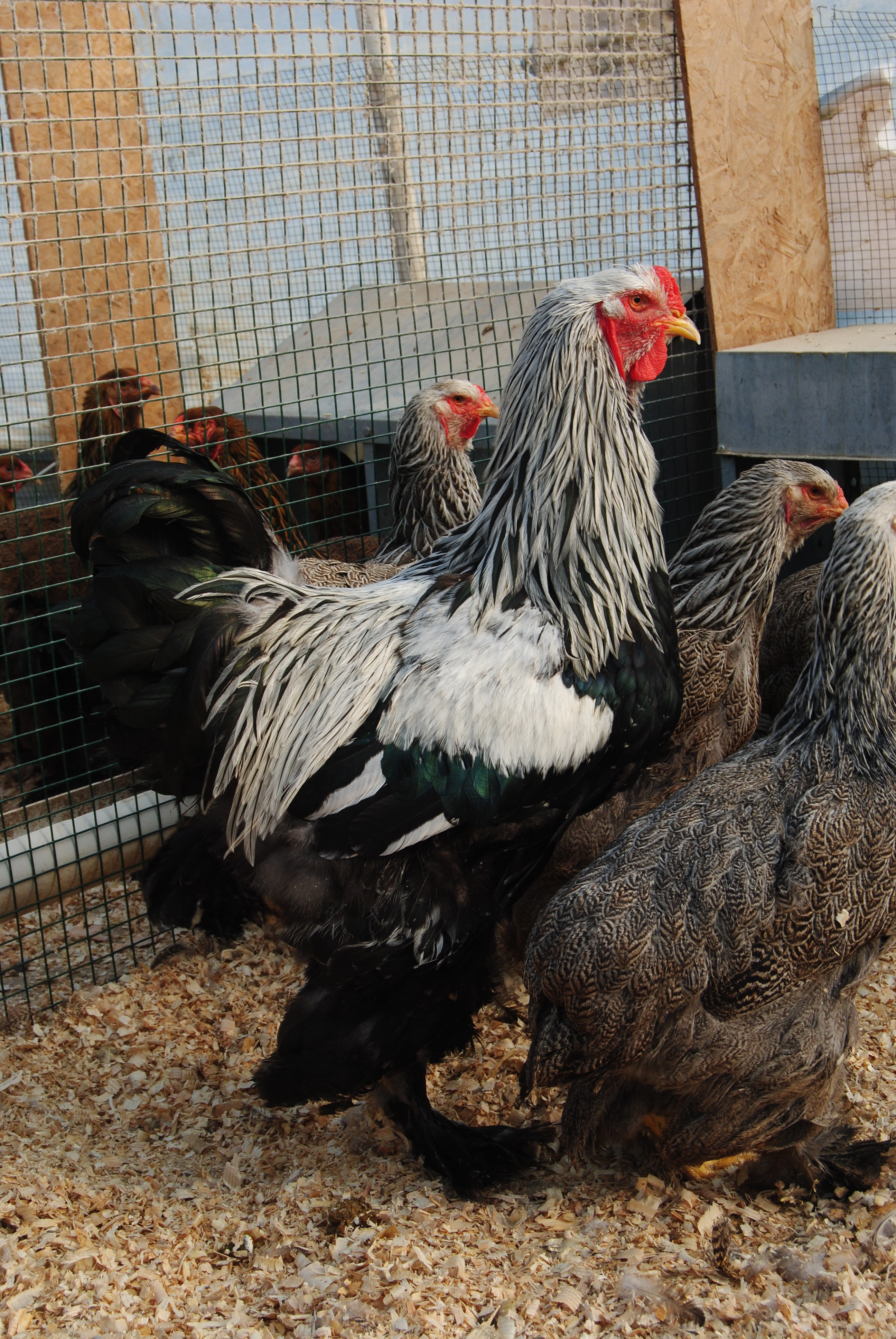 DARK BRAHMA KULUÇKALIK YUMURTA