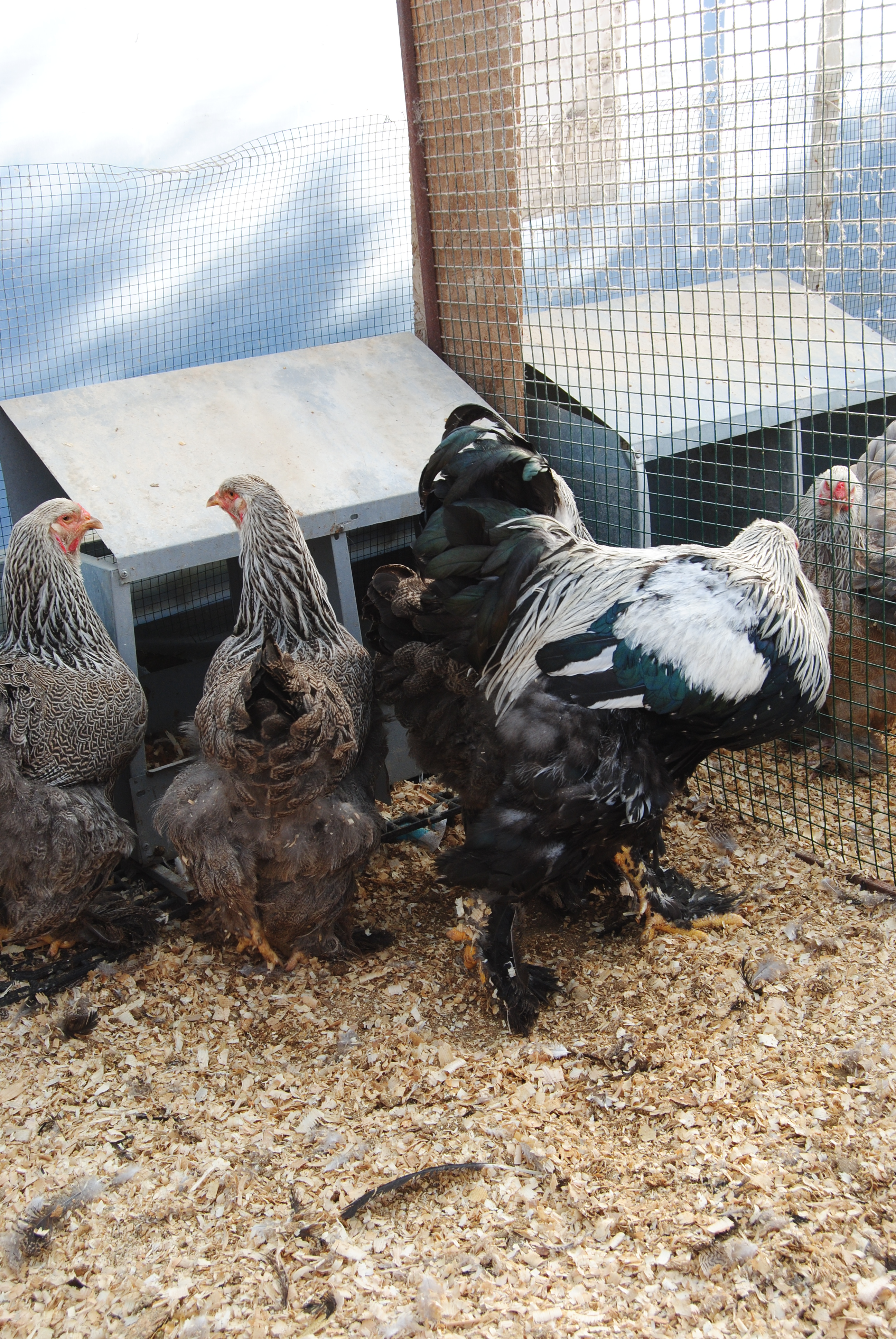 DARK BRAHMA KULUÇKALIK YUMURTA