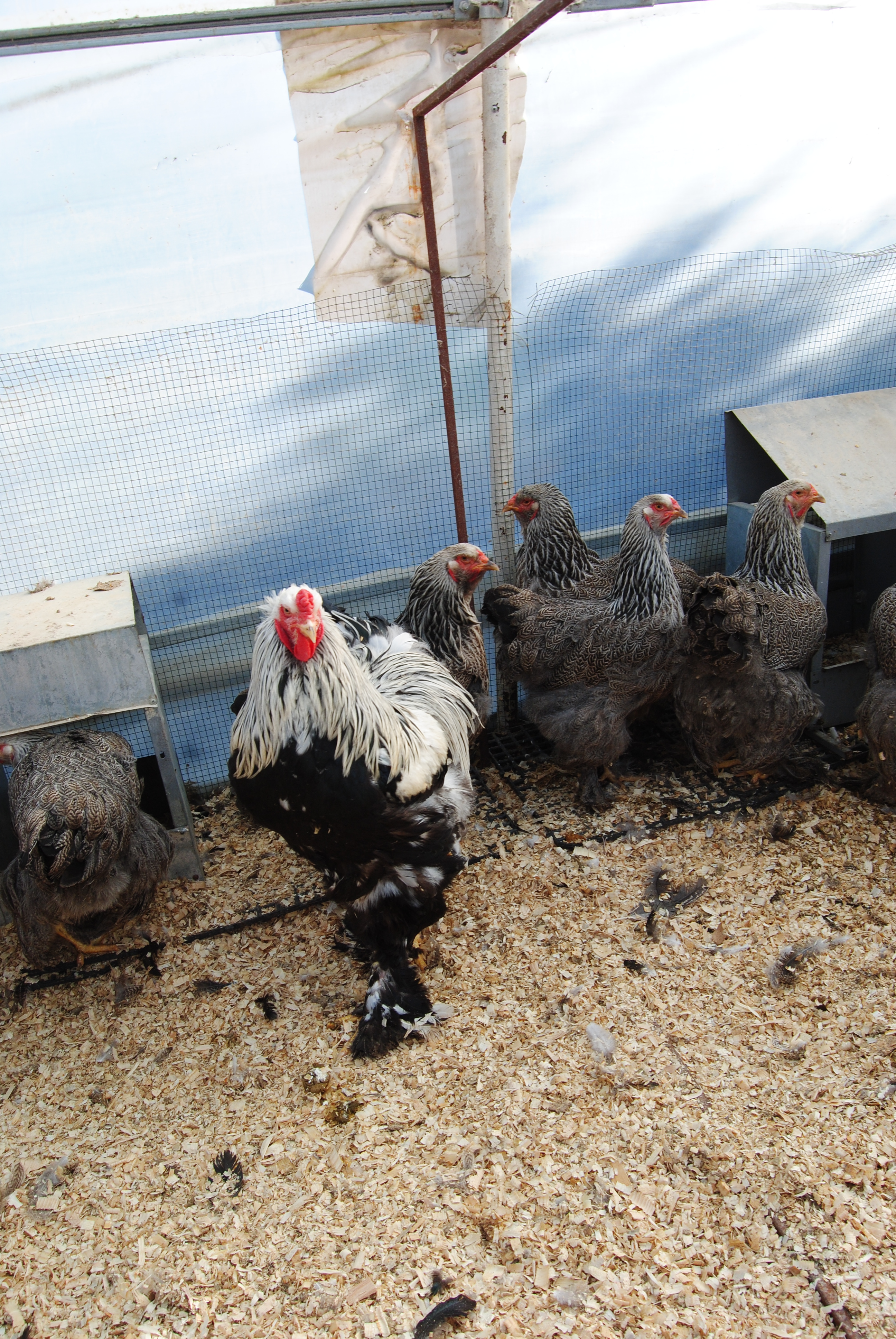 DARK BRAHMA KULUÇKALIK YUMURTA