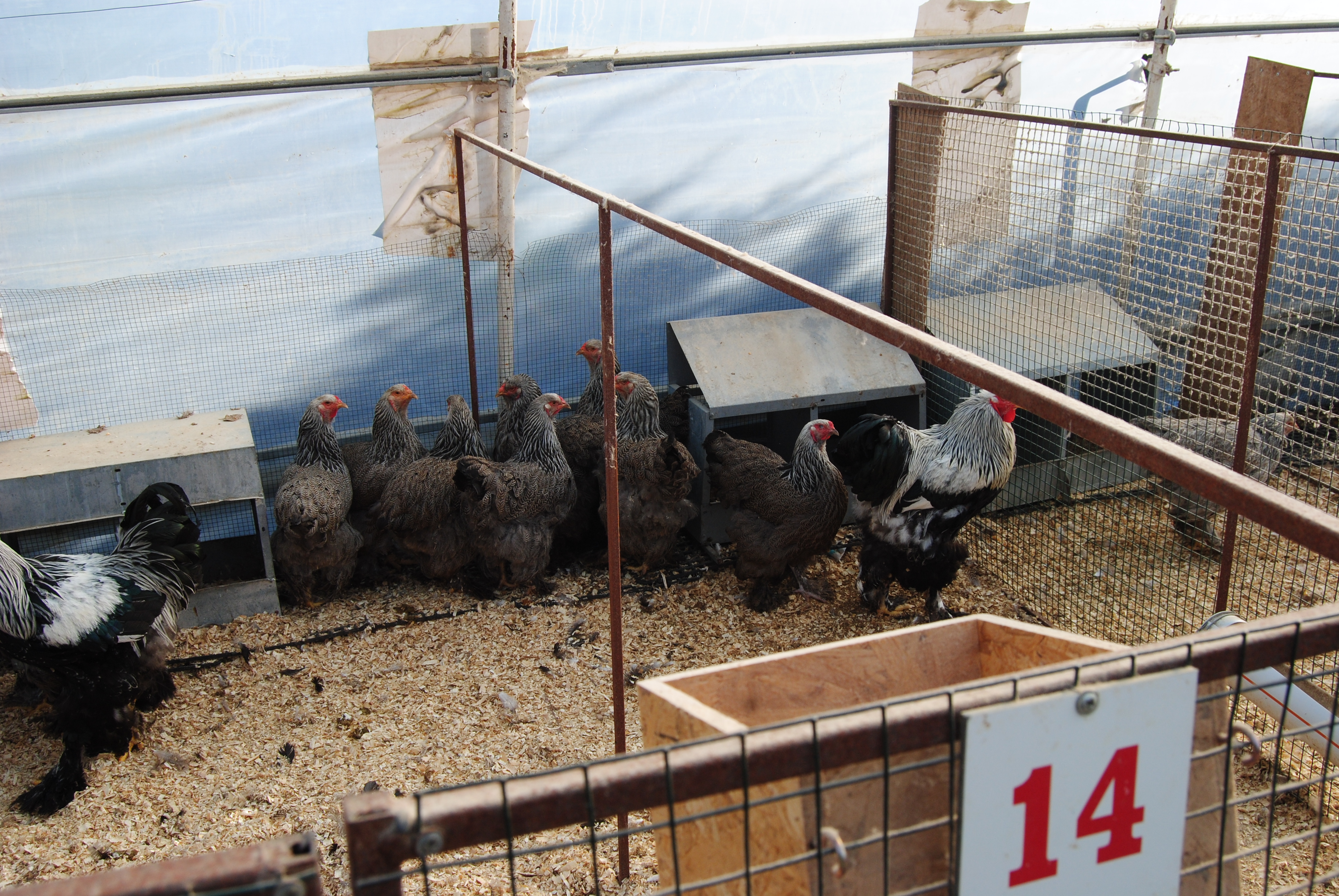 DARK BRAHMA KULUÇKALIK YUMURTA