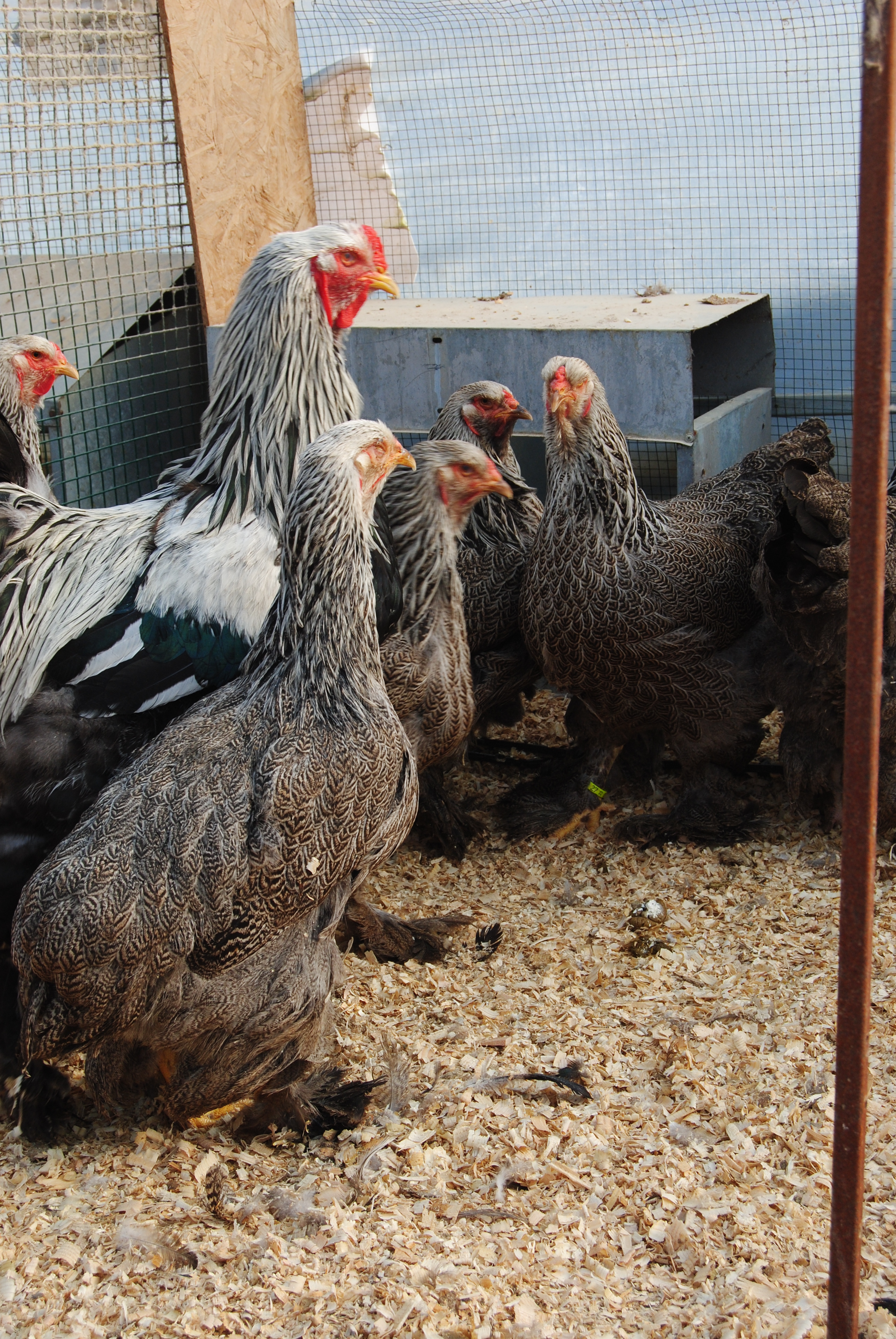 DARK BRAHMA KULUÇKALIK YUMURTA