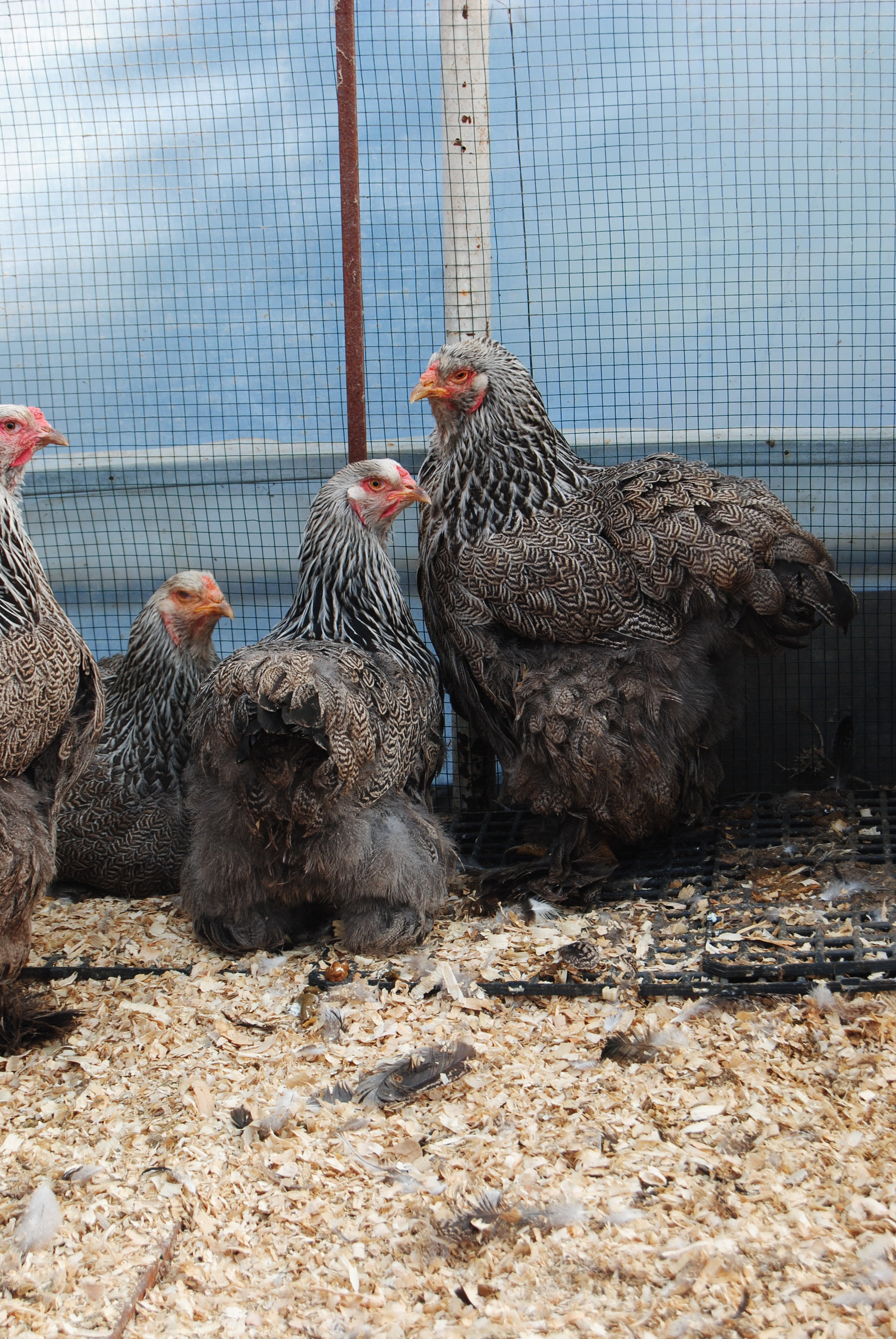 DARK BRAHMA KULUÇKALIK YUMURTA