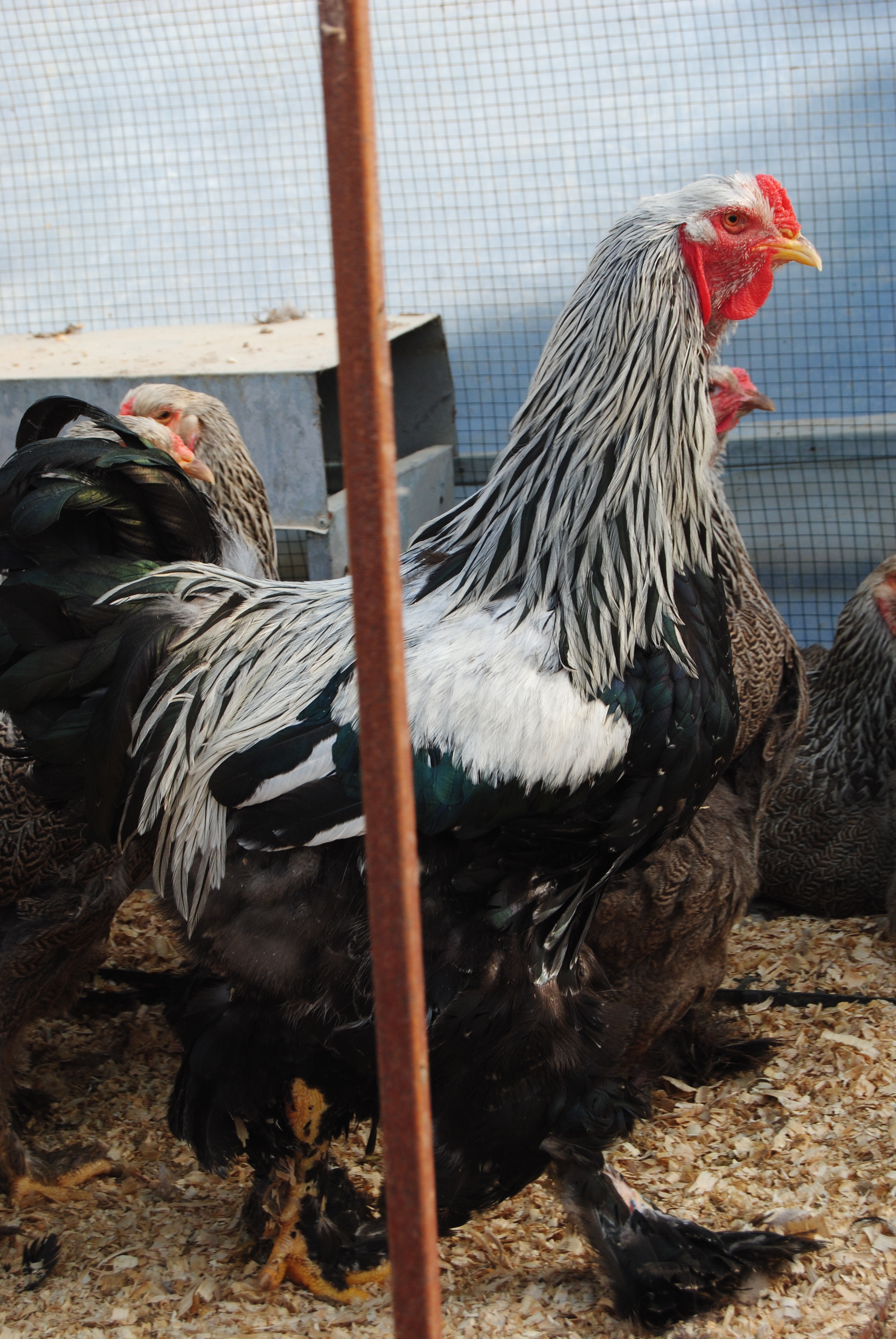 DARK BRAHMA KULUÇKALIK YUMURTA