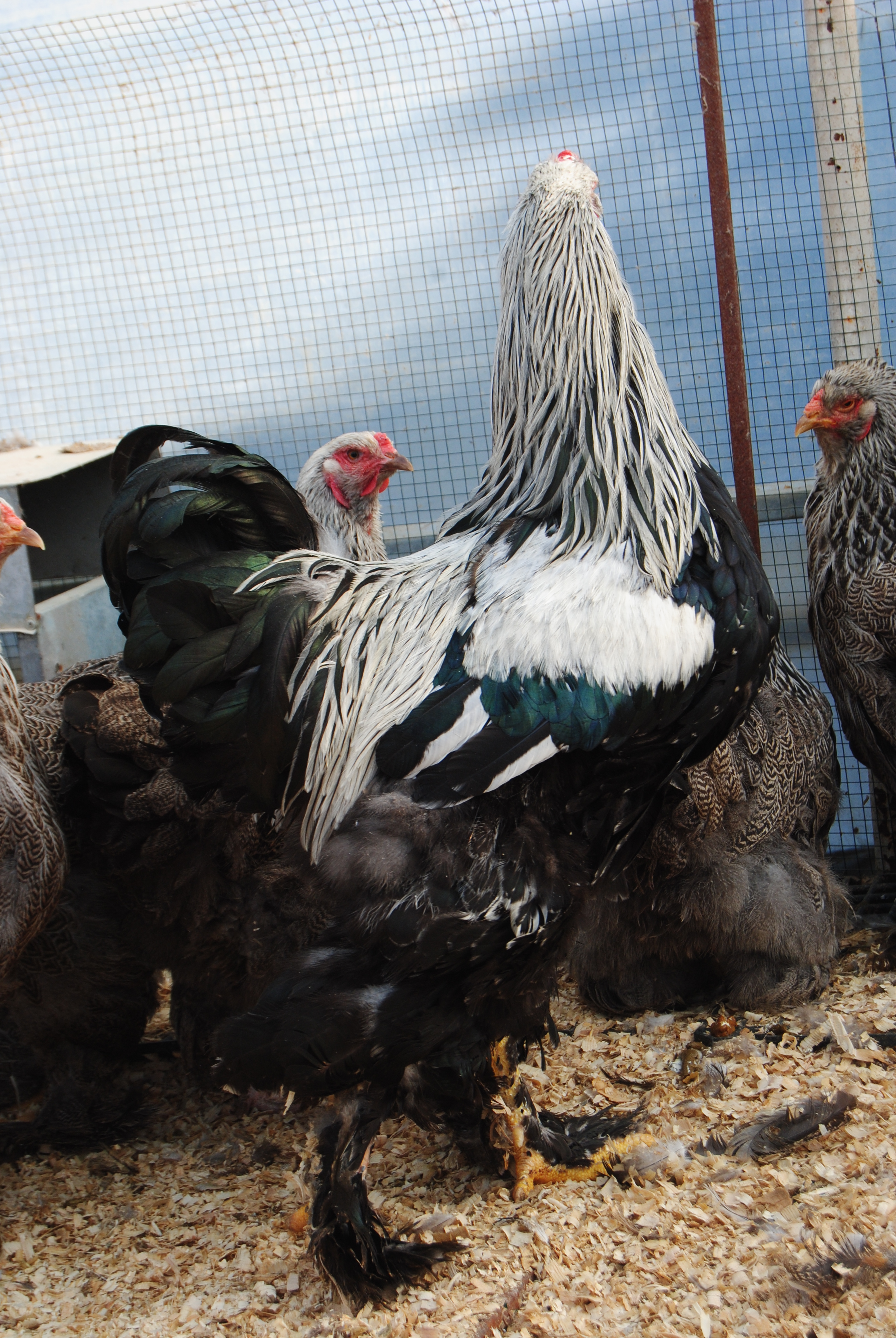 DARK BRAHMA KULUÇKALIK YUMURTA