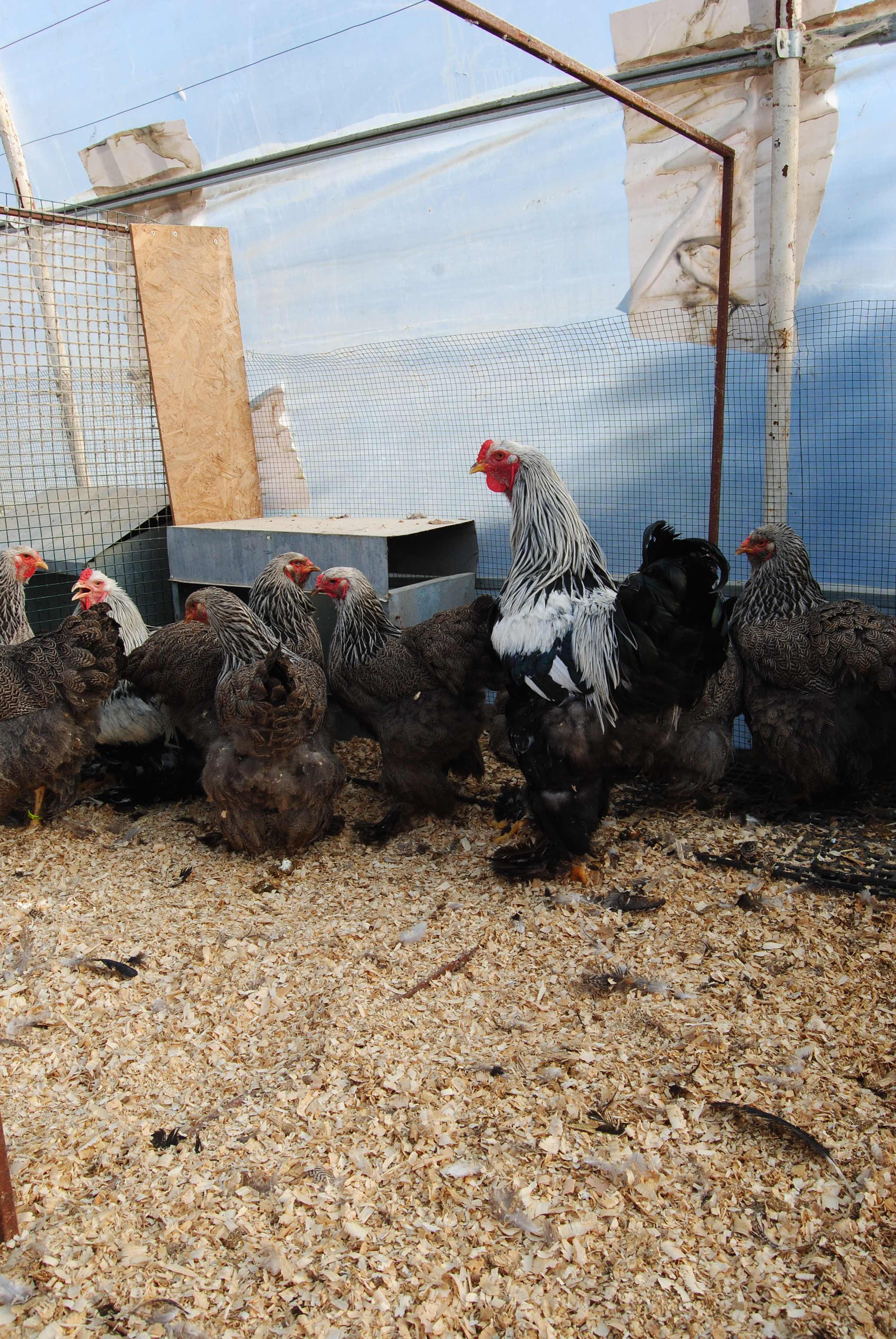 DARK BRAHMA KULUÇKALIK YUMURTA