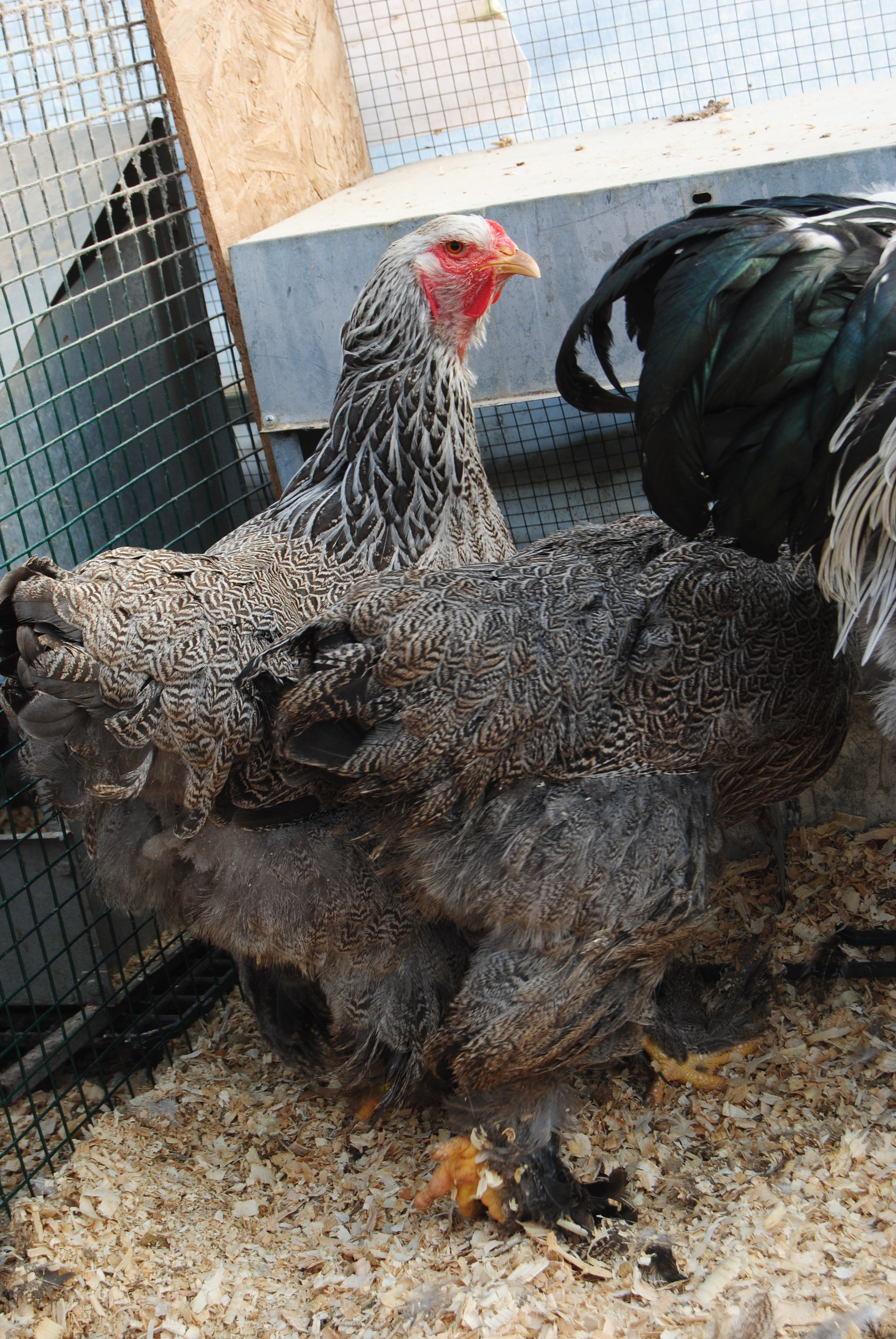 DARK BRAHMA KULUÇKALIK YUMURTA