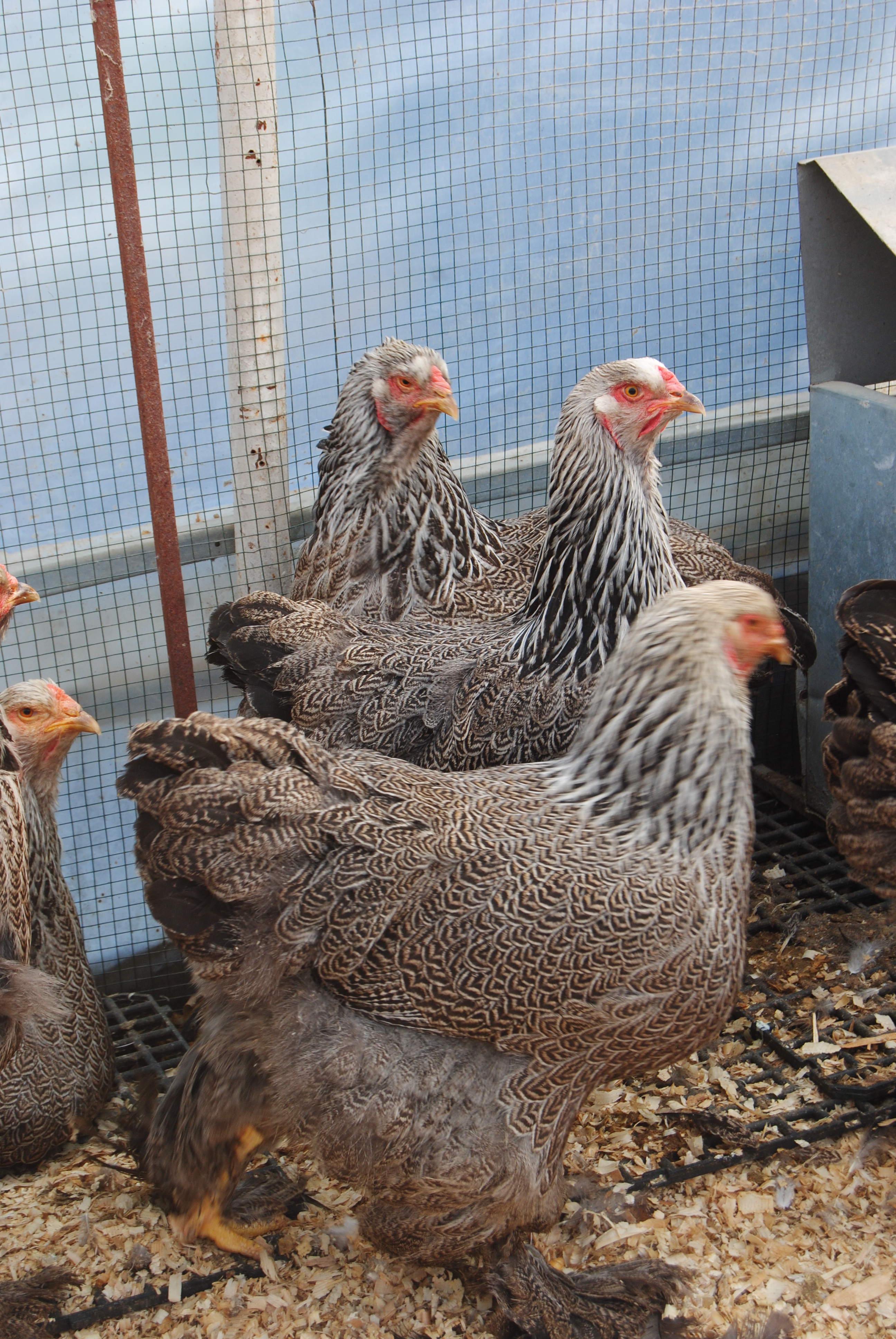 DARK BRAHMA KULUÇKALIK YUMURTA