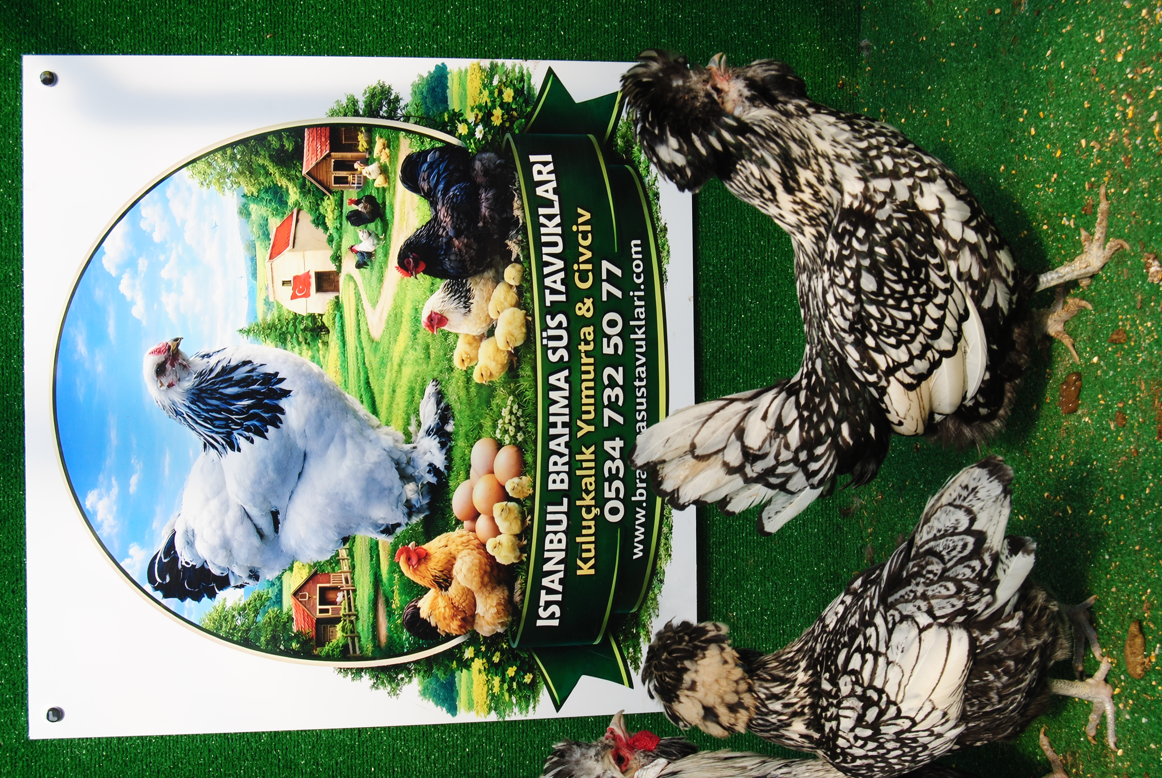 GÜMÜŞ FİZAN KULUÇKALIK YUMURTA