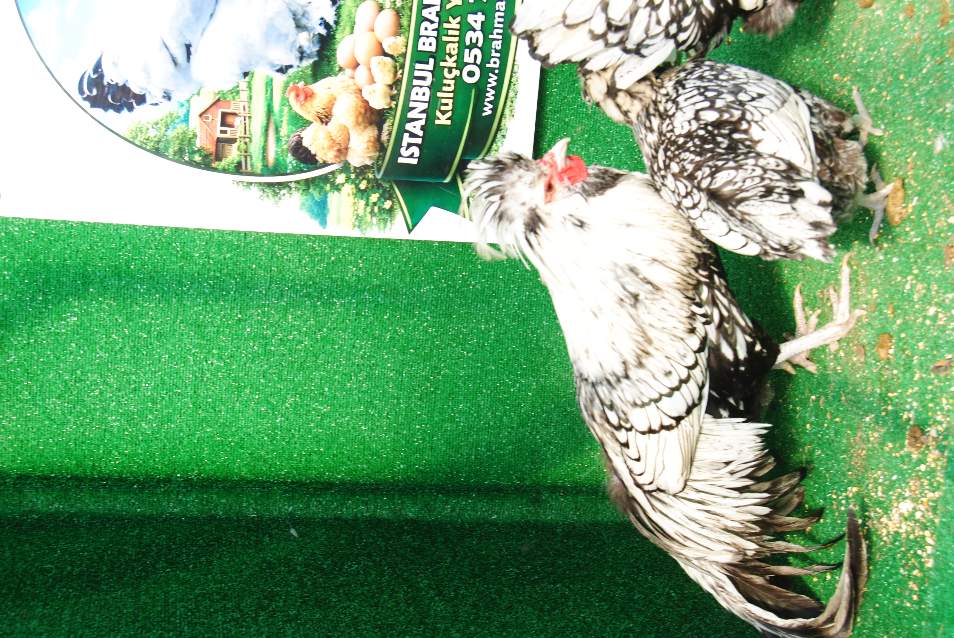 GÜMÜŞ FİZAN KULUÇKALIK YUMURTA