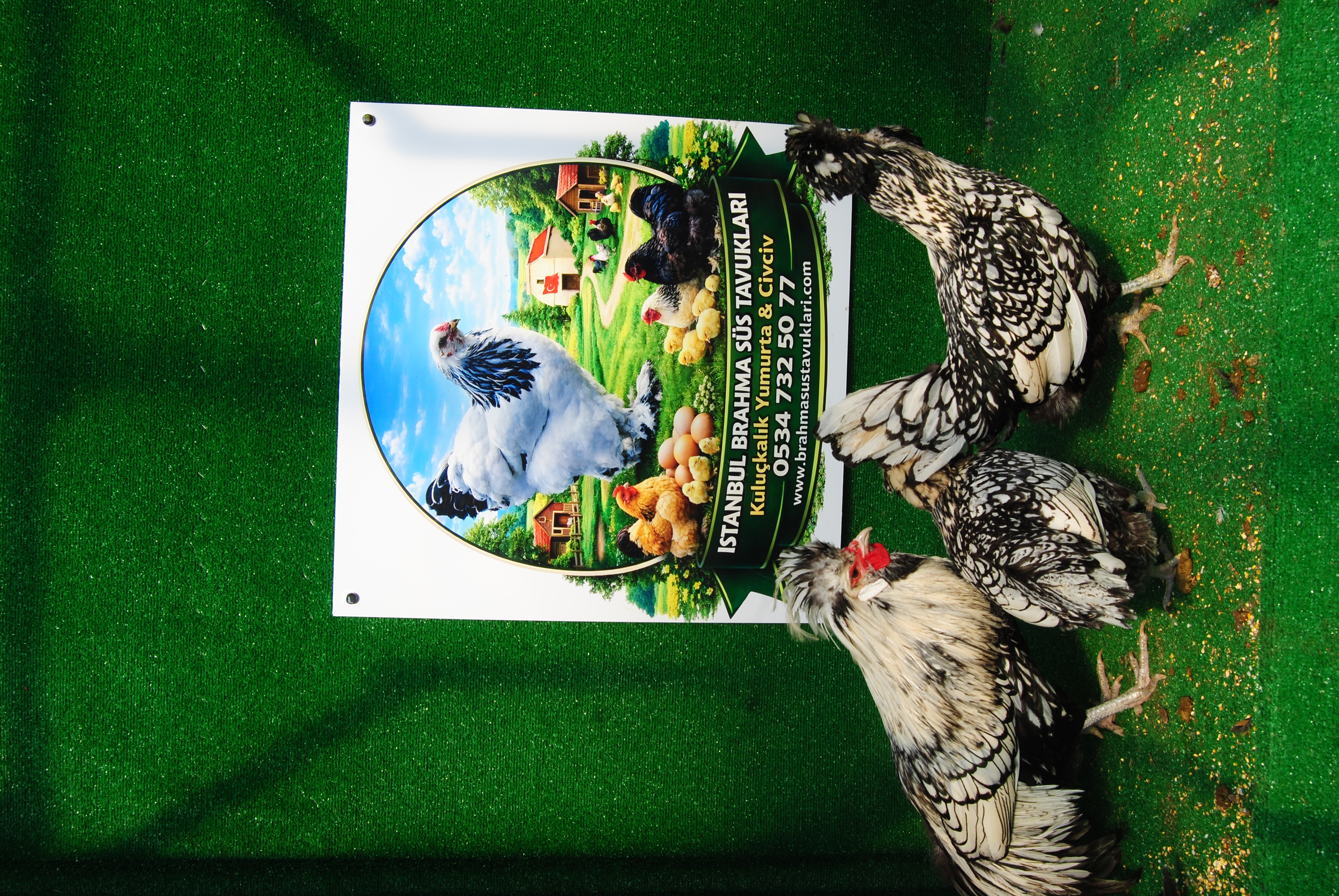 GÜMÜŞ FİZAN KULUÇKALIK YUMURTA