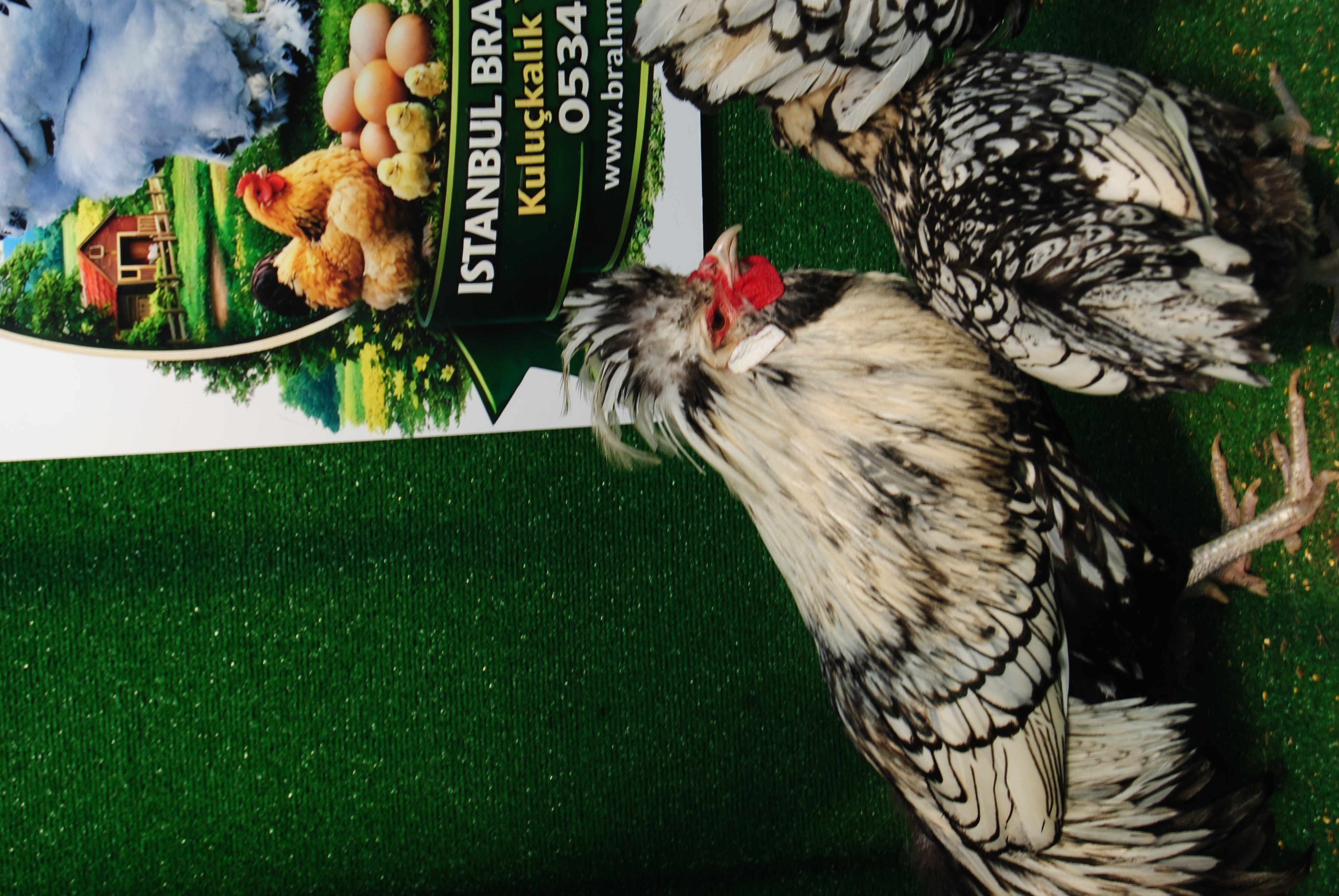 GÜMÜŞ FİZAN KULUÇKALIK YUMURTA